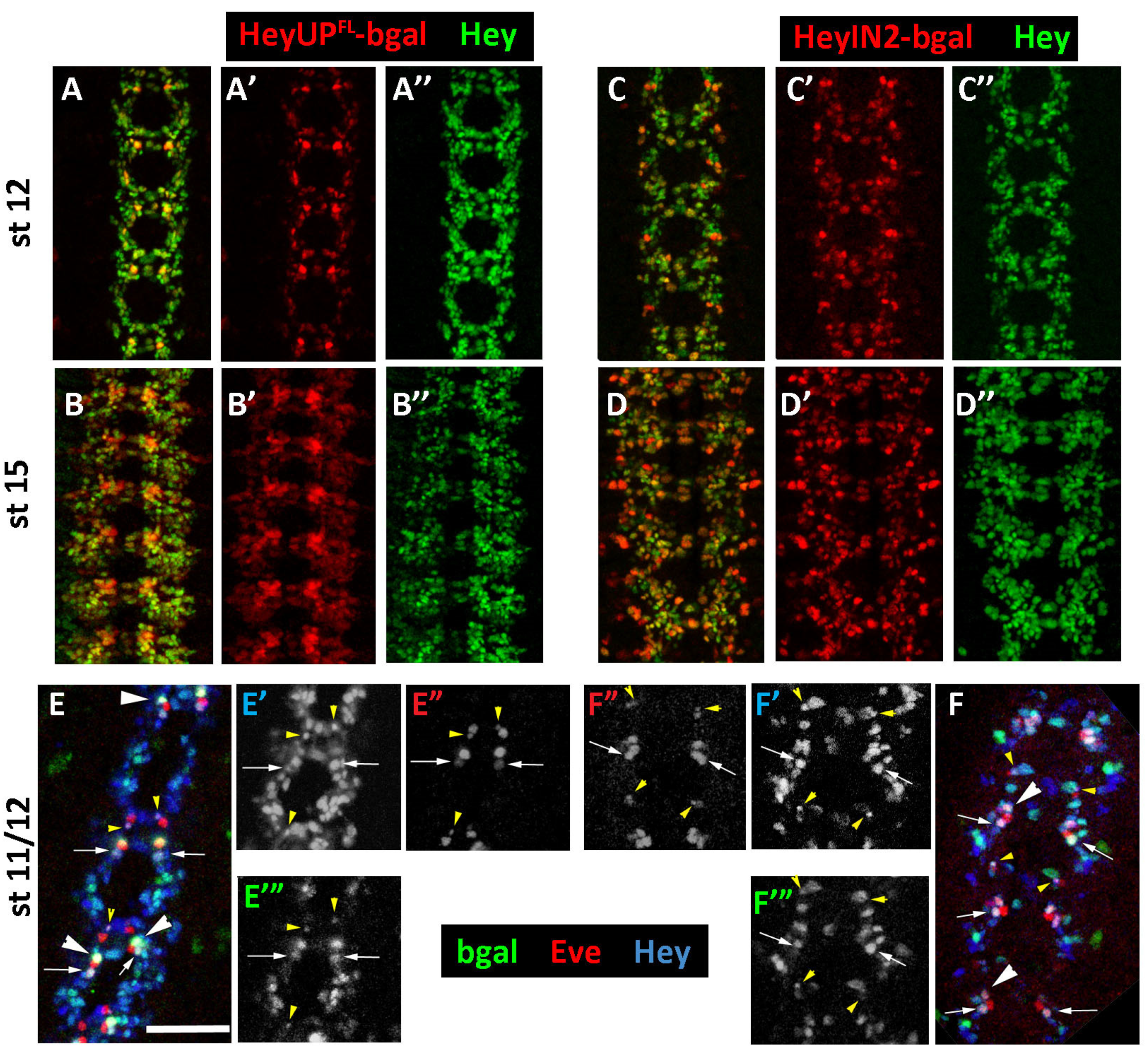 Genes 15 01071 g002 Genes 15 01071 g002