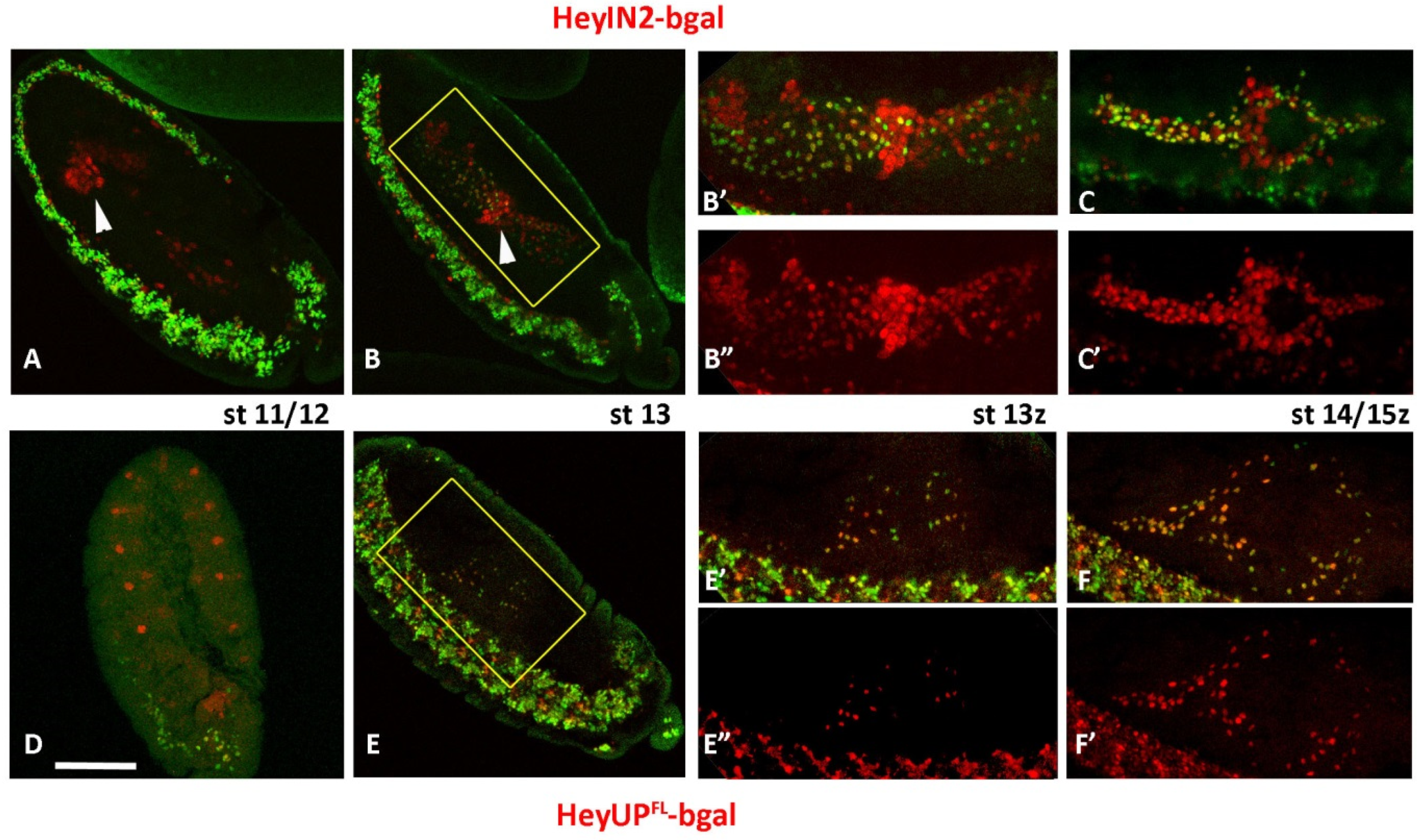 Genes 15 01071 g003 Genes 15 01071 g003