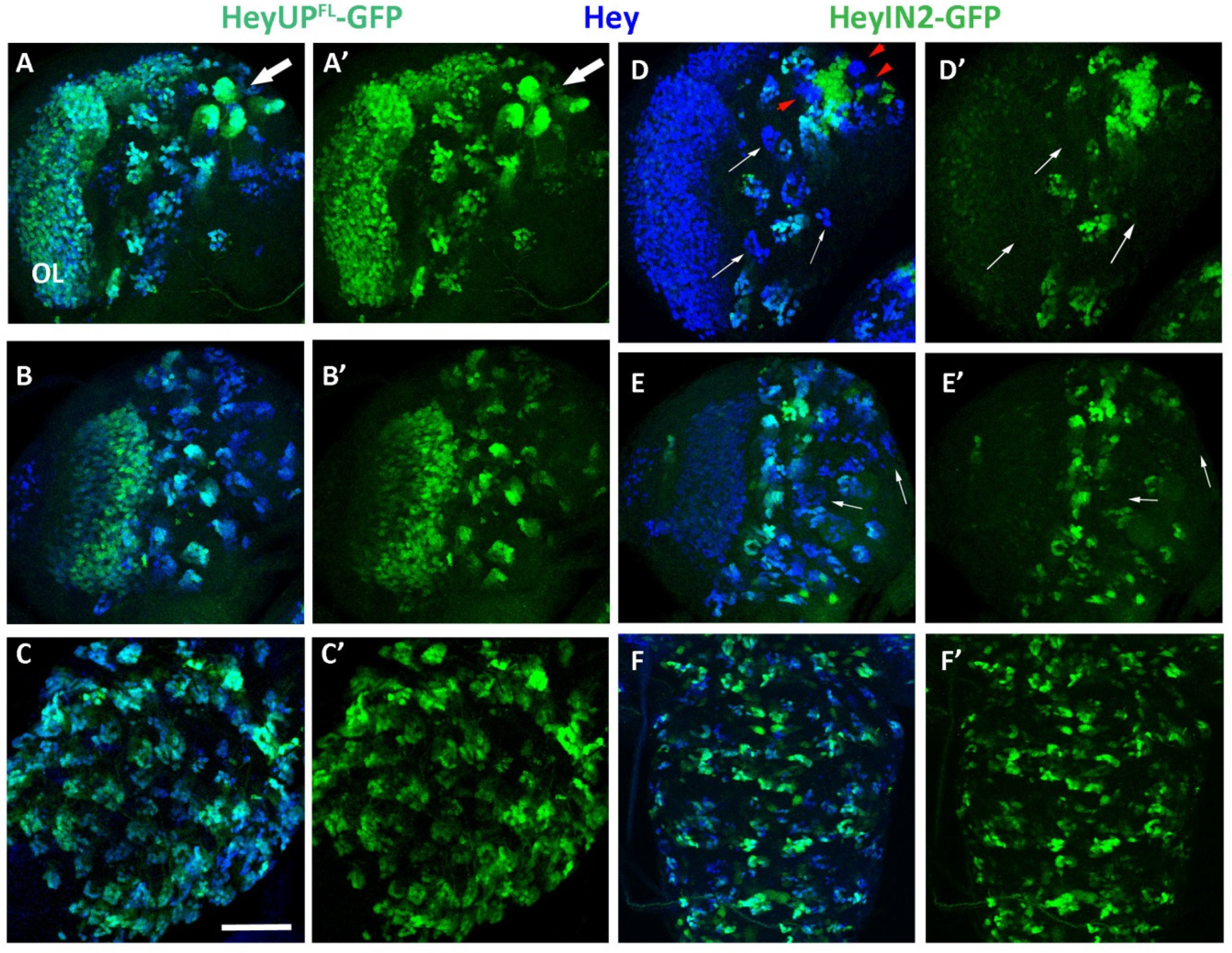 Genes 15 01071 g004 Genes 15 01071 g004