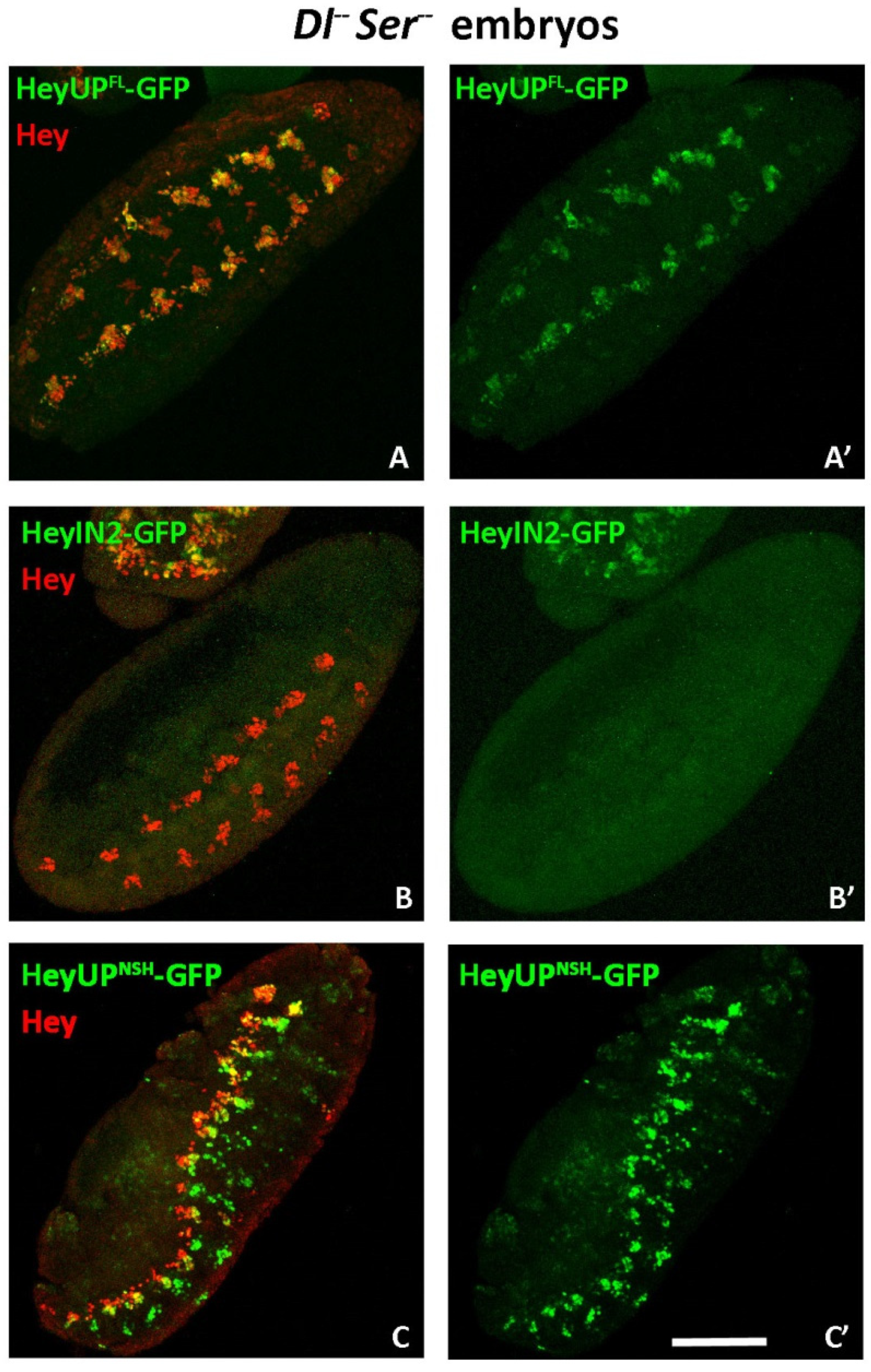Genes 15 01071 g005 Genes 15 01071 g005