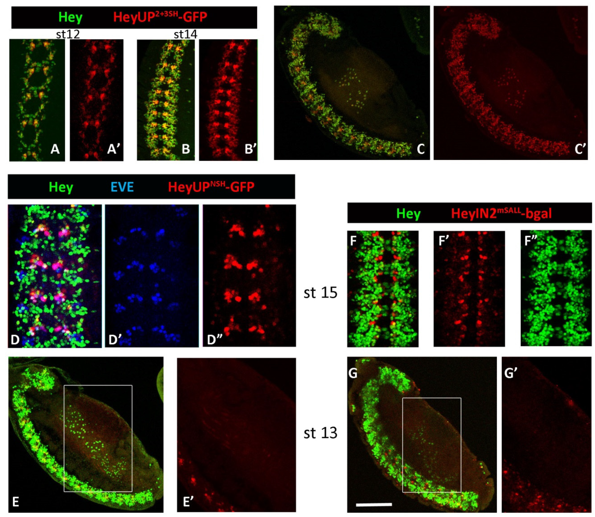 Genes 15 01071 g006 Genes 15 01071 g006