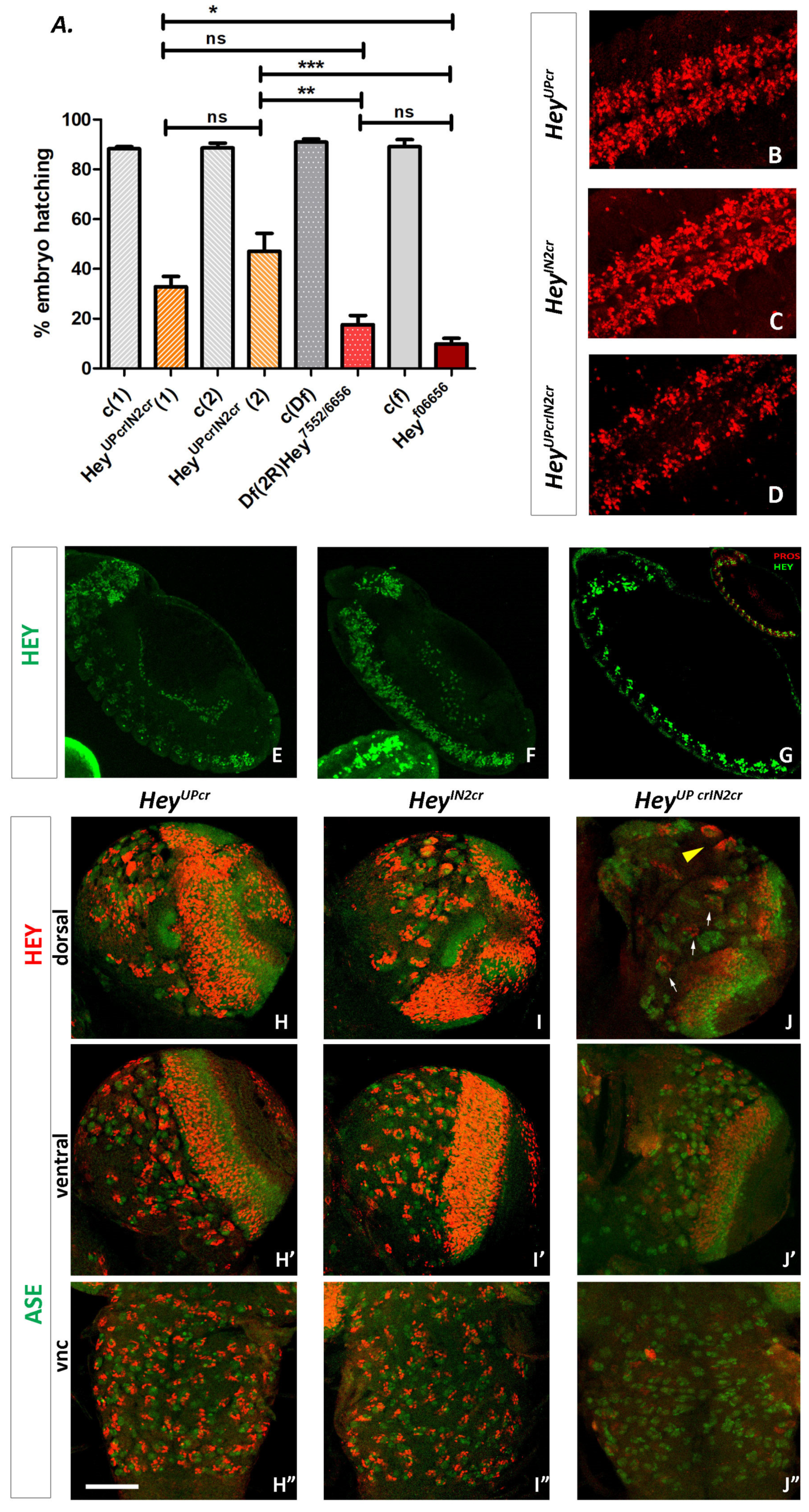 Genes 15 01071 g008 Genes 15 01071 g008