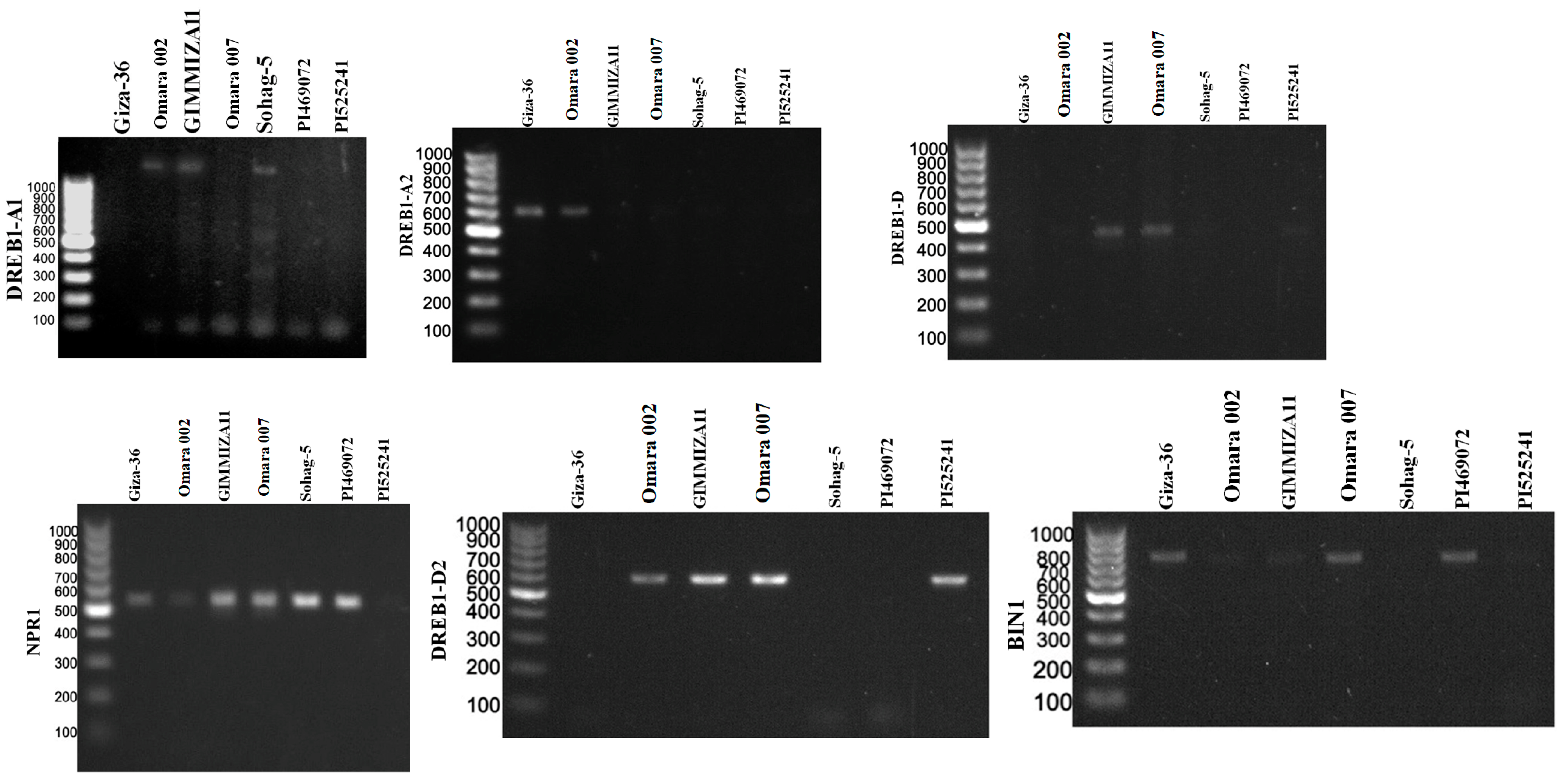 Genes 15 01119 g002a