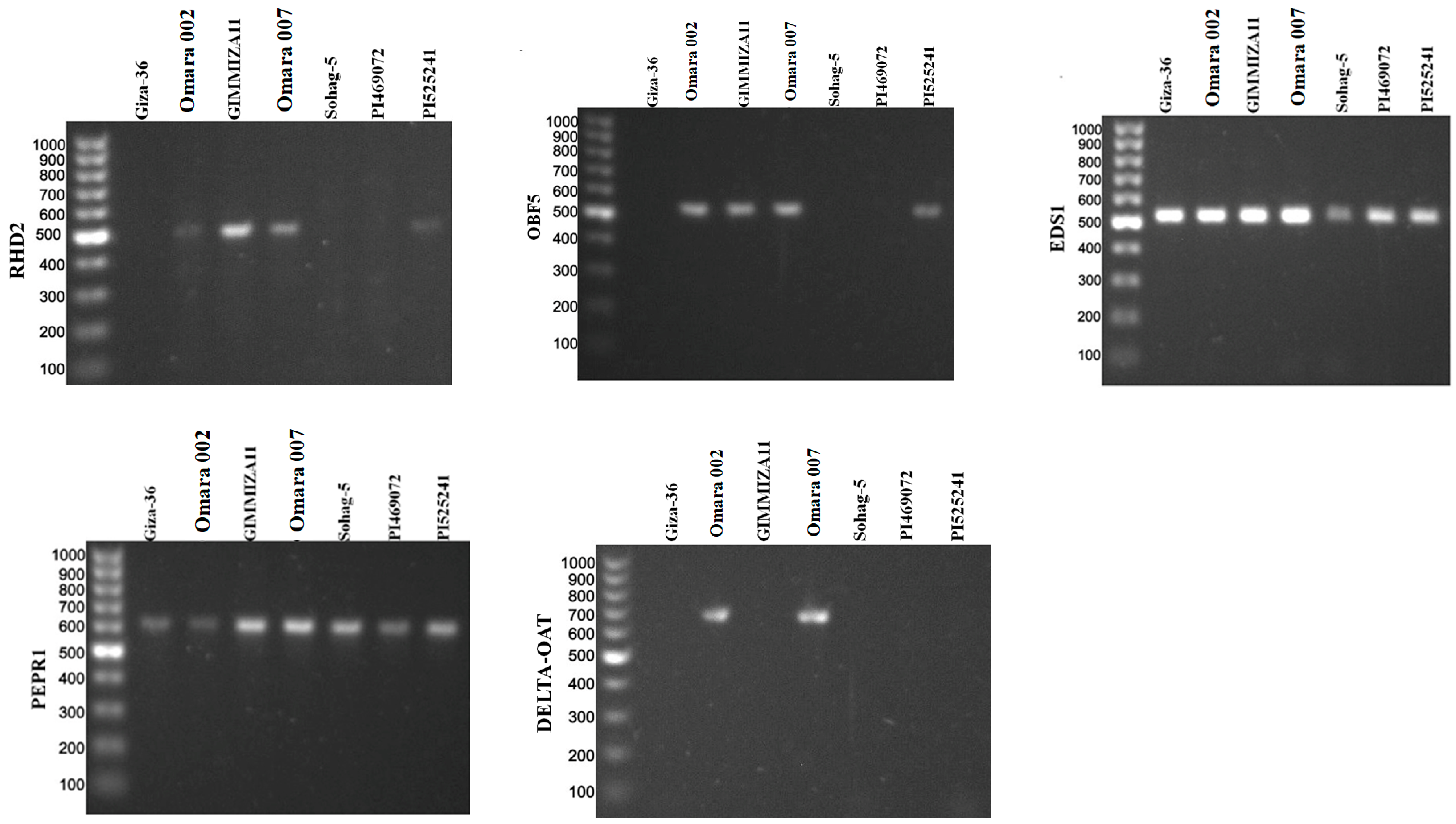 Genes 15 01119 g002b