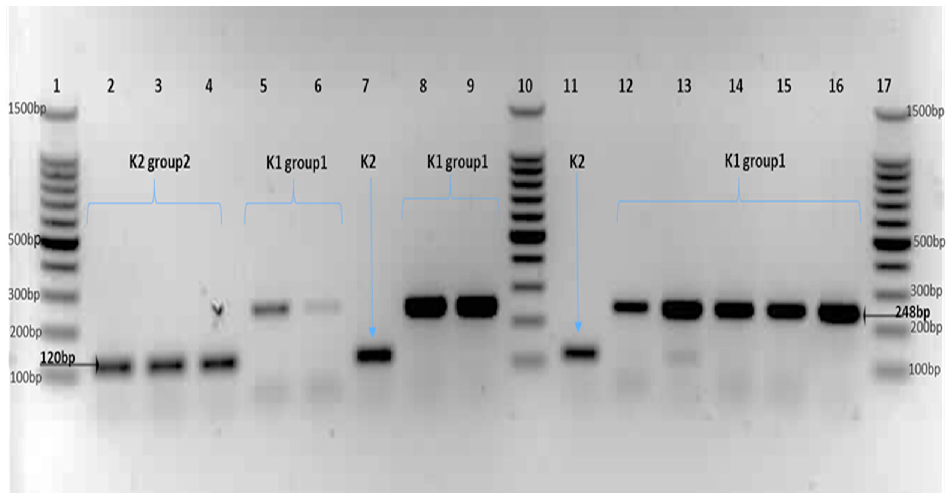Genes 15 01282 g001