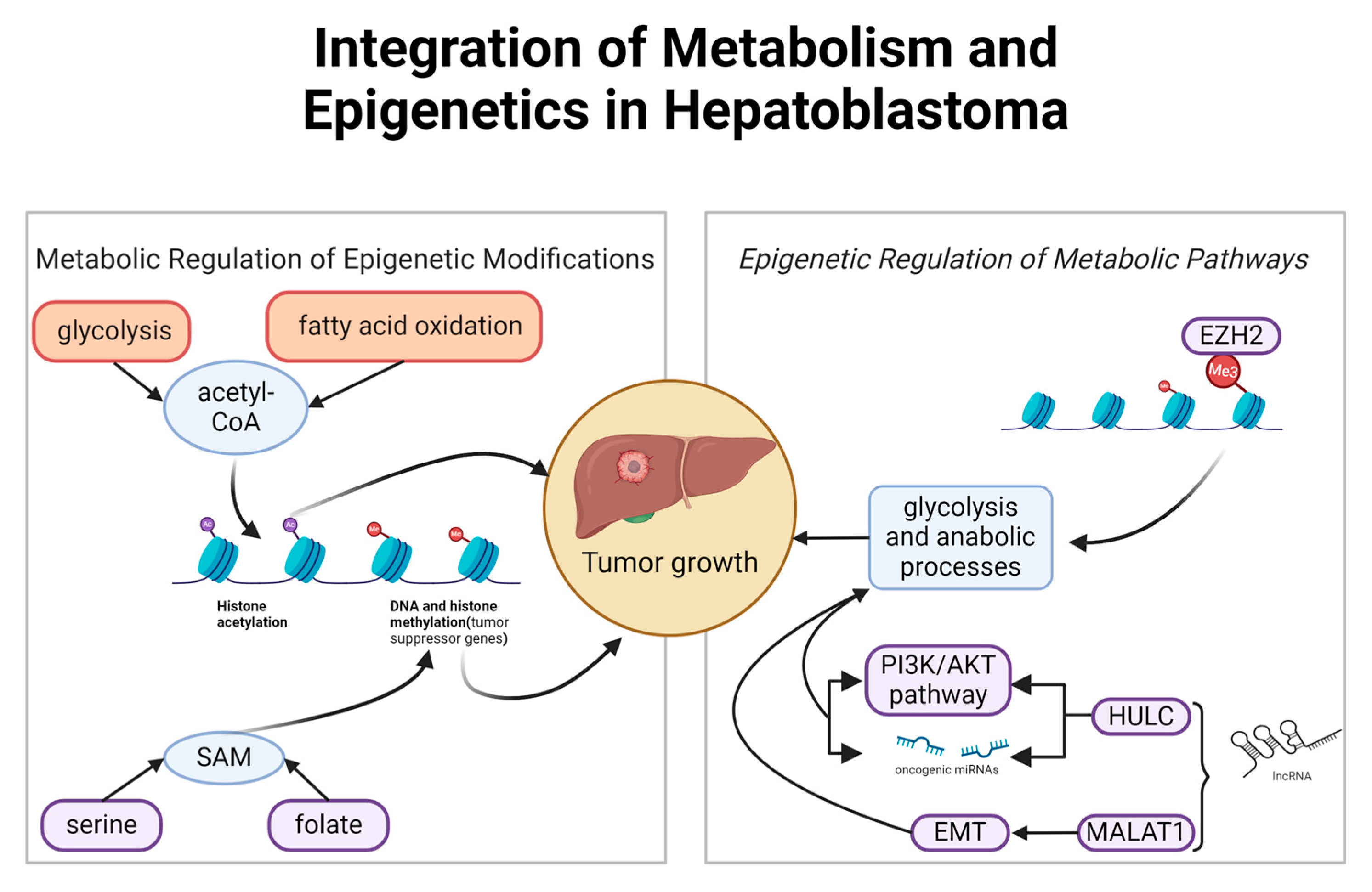 Genes 15 01358 g003 Genes 15 01358 g003
