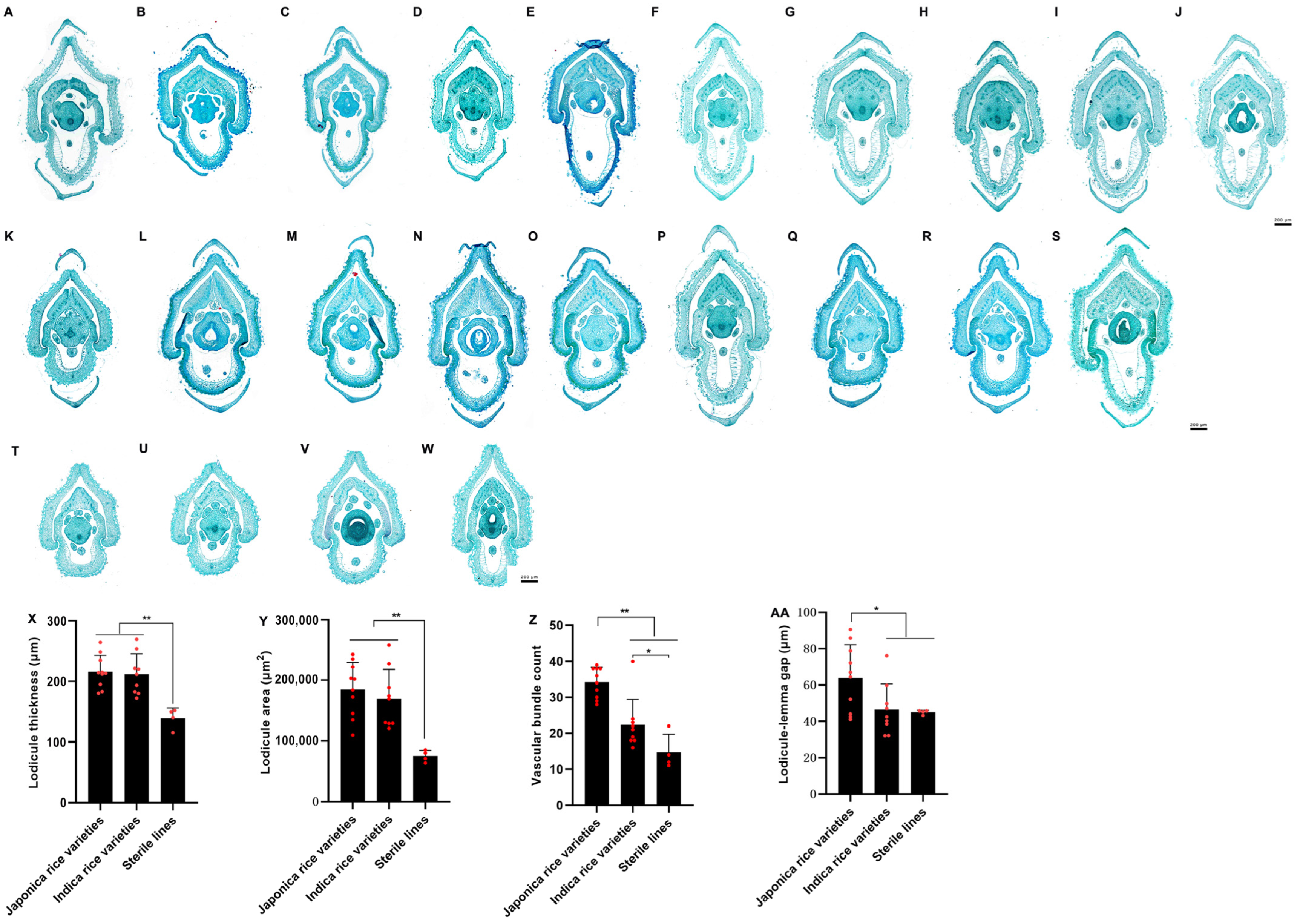 Genes 15 01396 g011 Genes 15 01396 g011