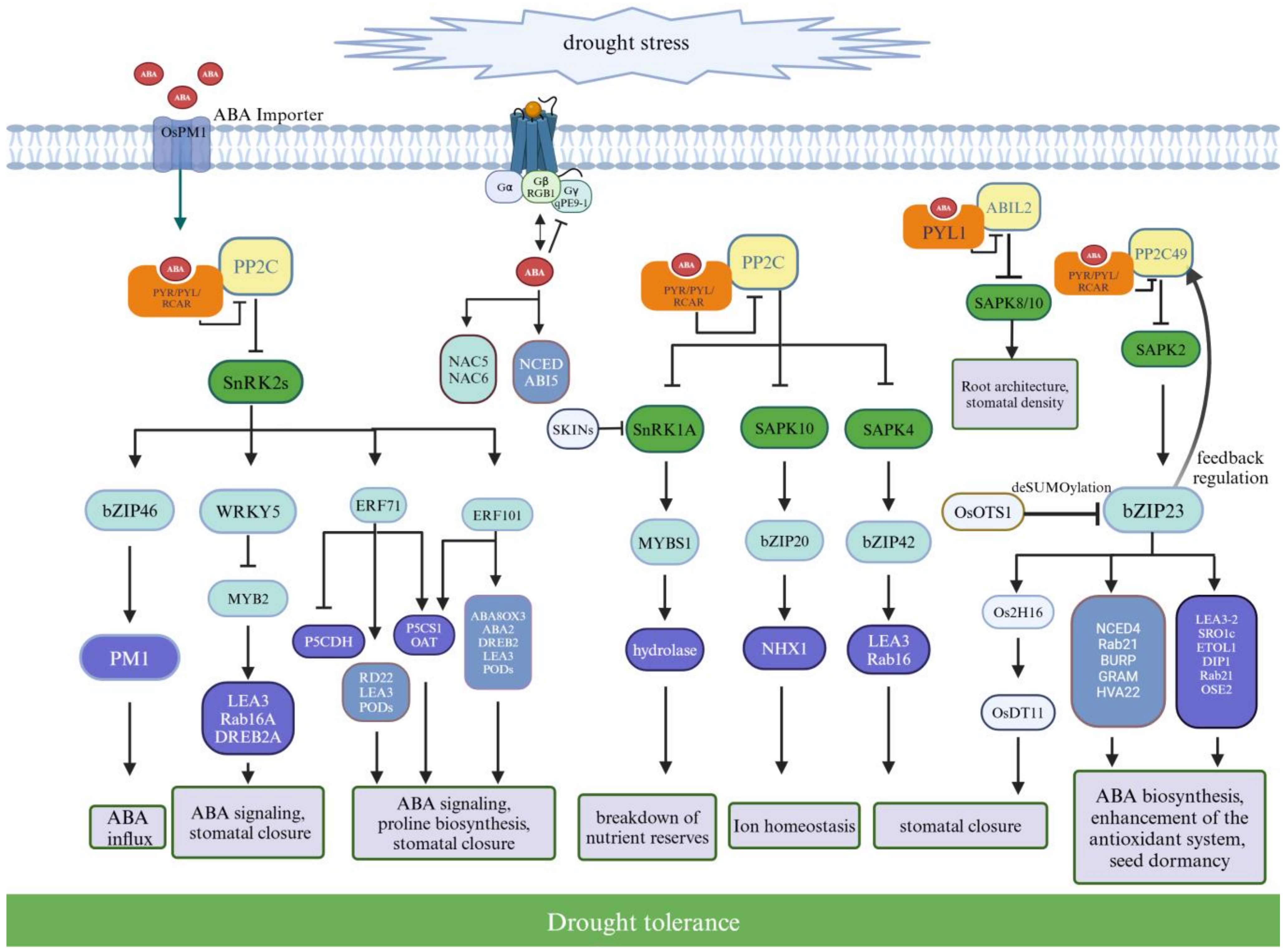 Advances in Understanding Drought Stress Responses in Rice: Molecular ...