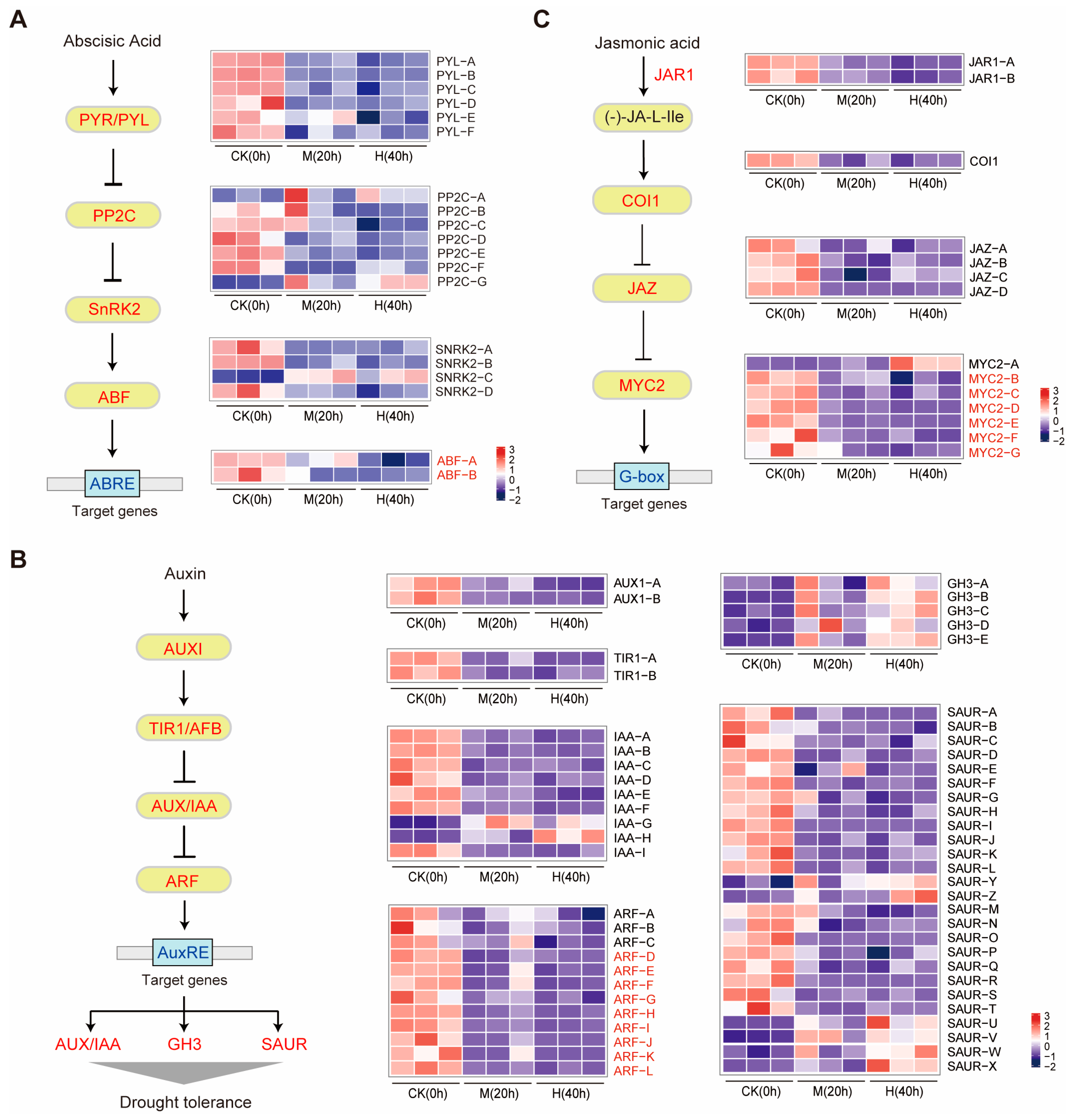 Genes 15 01644 g004 Genes 15 01644 g004