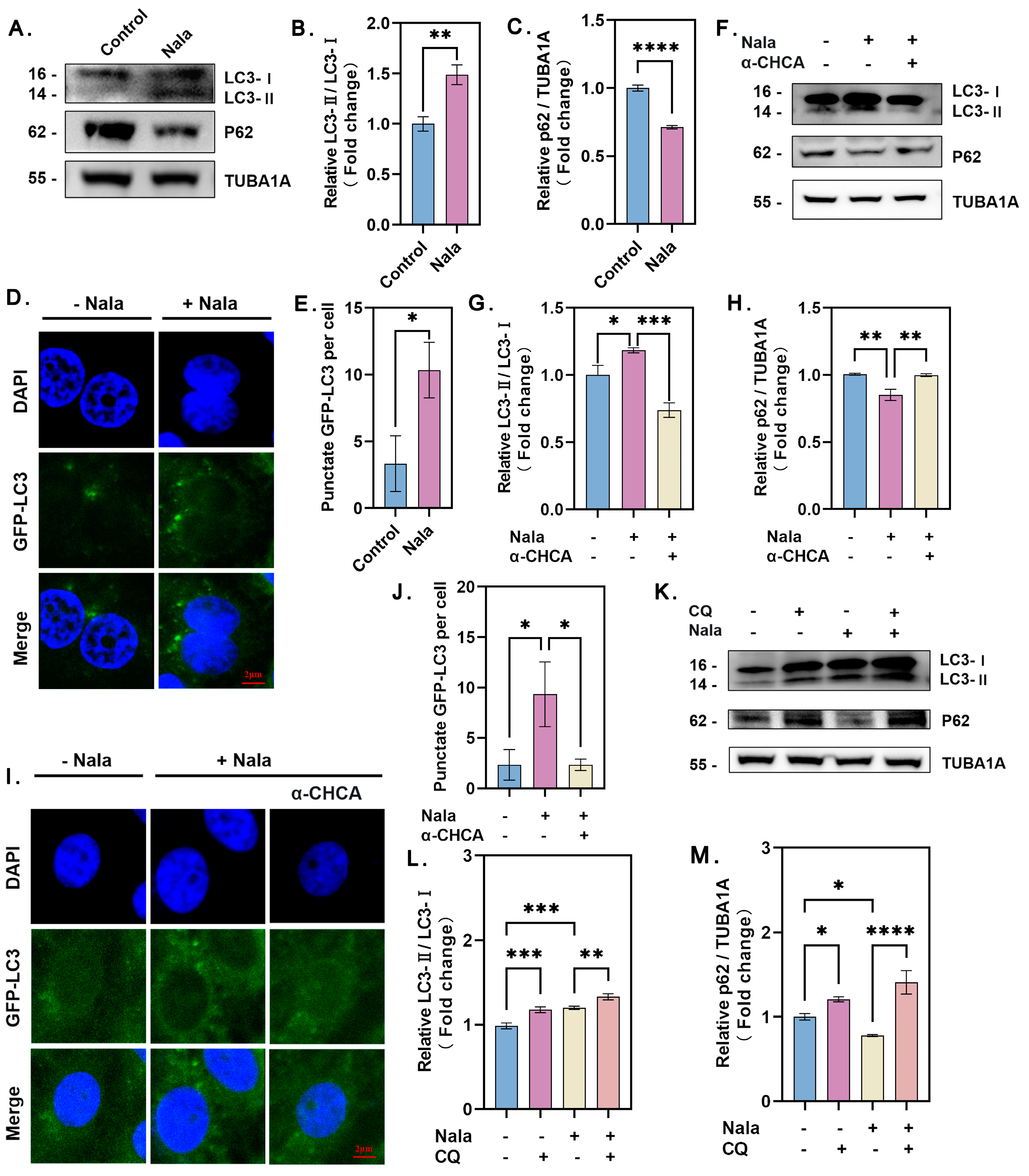 Genes 16 00014 g002 Genes 16 00014 g002