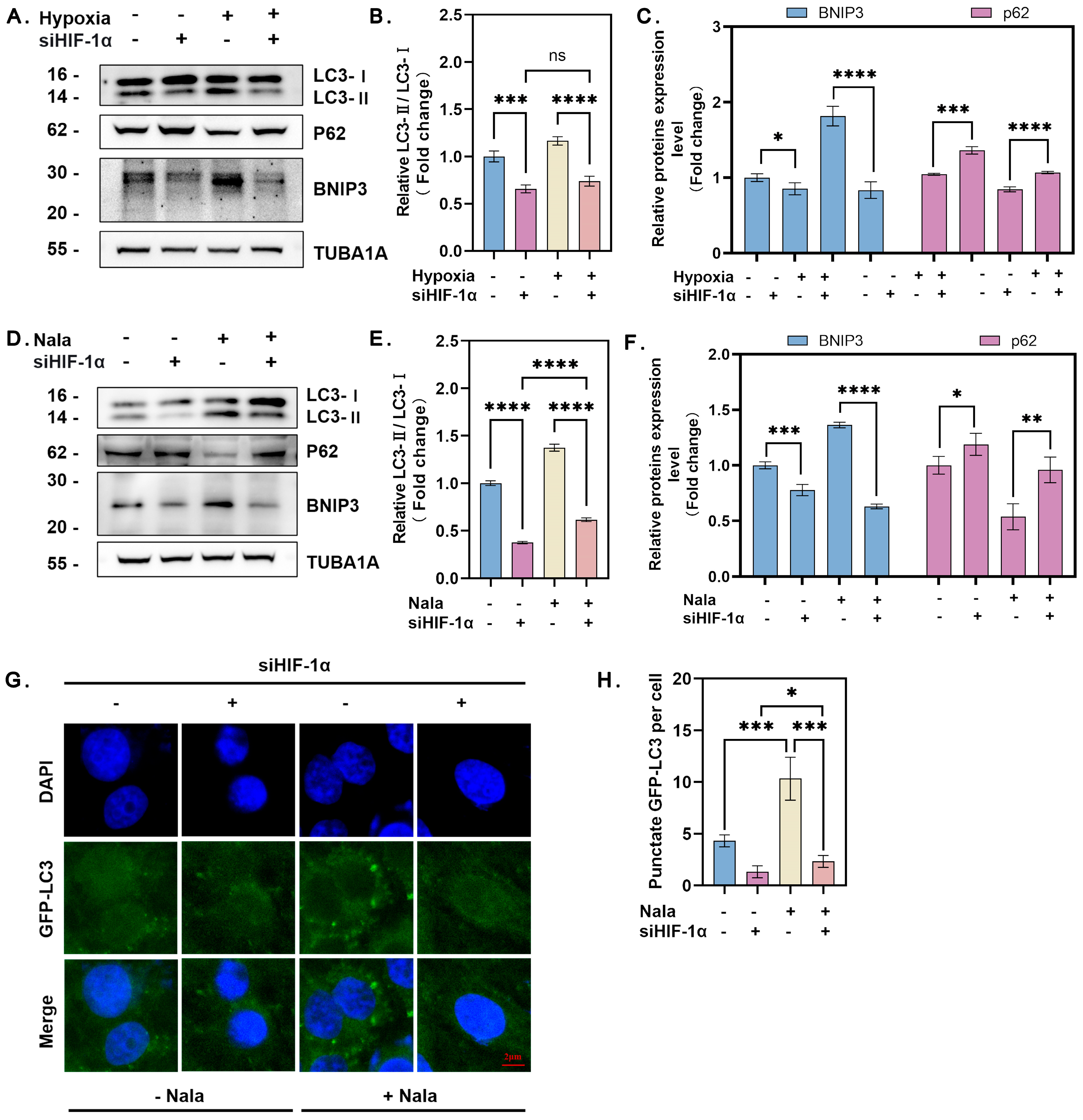 Genes 16 00014 g004 Genes 16 00014 g004