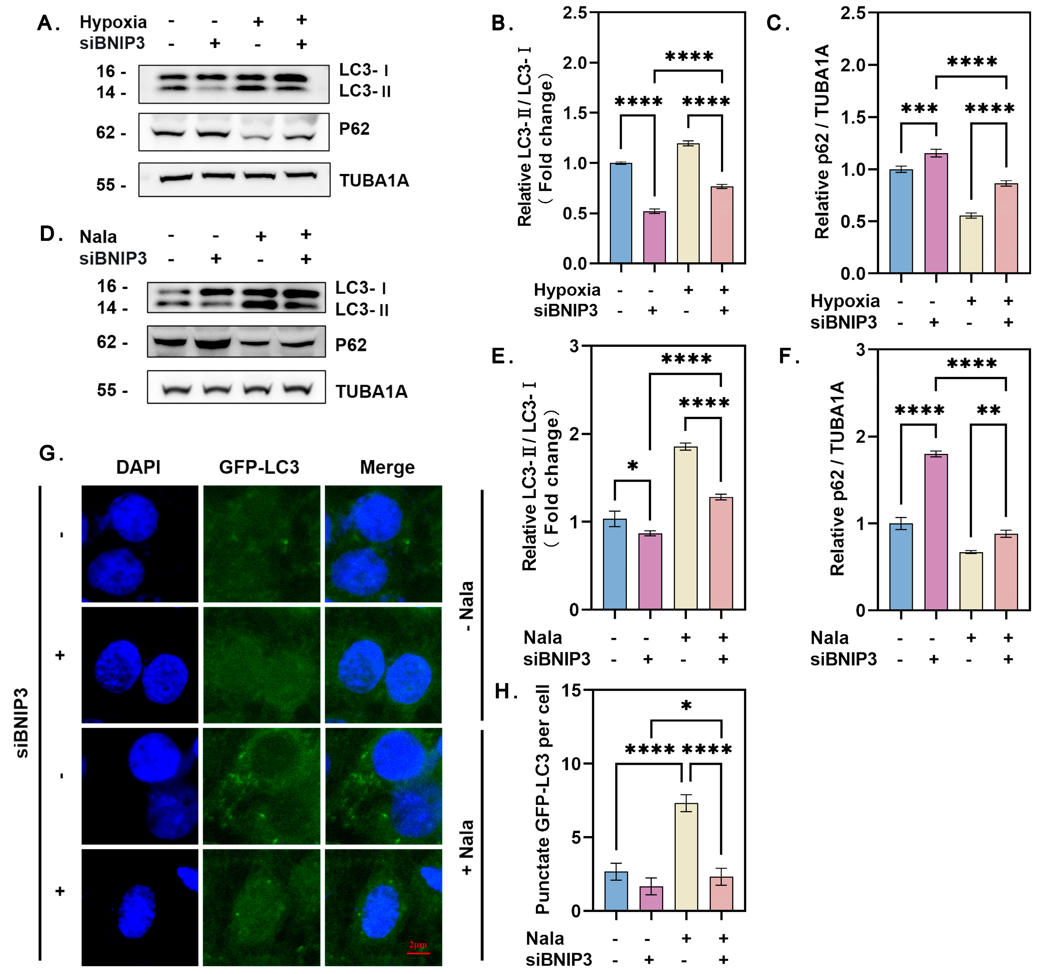 Genes 16 00014 g005 Genes 16 00014 g005