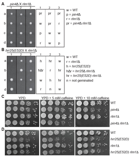 Genes 16 00094 g004