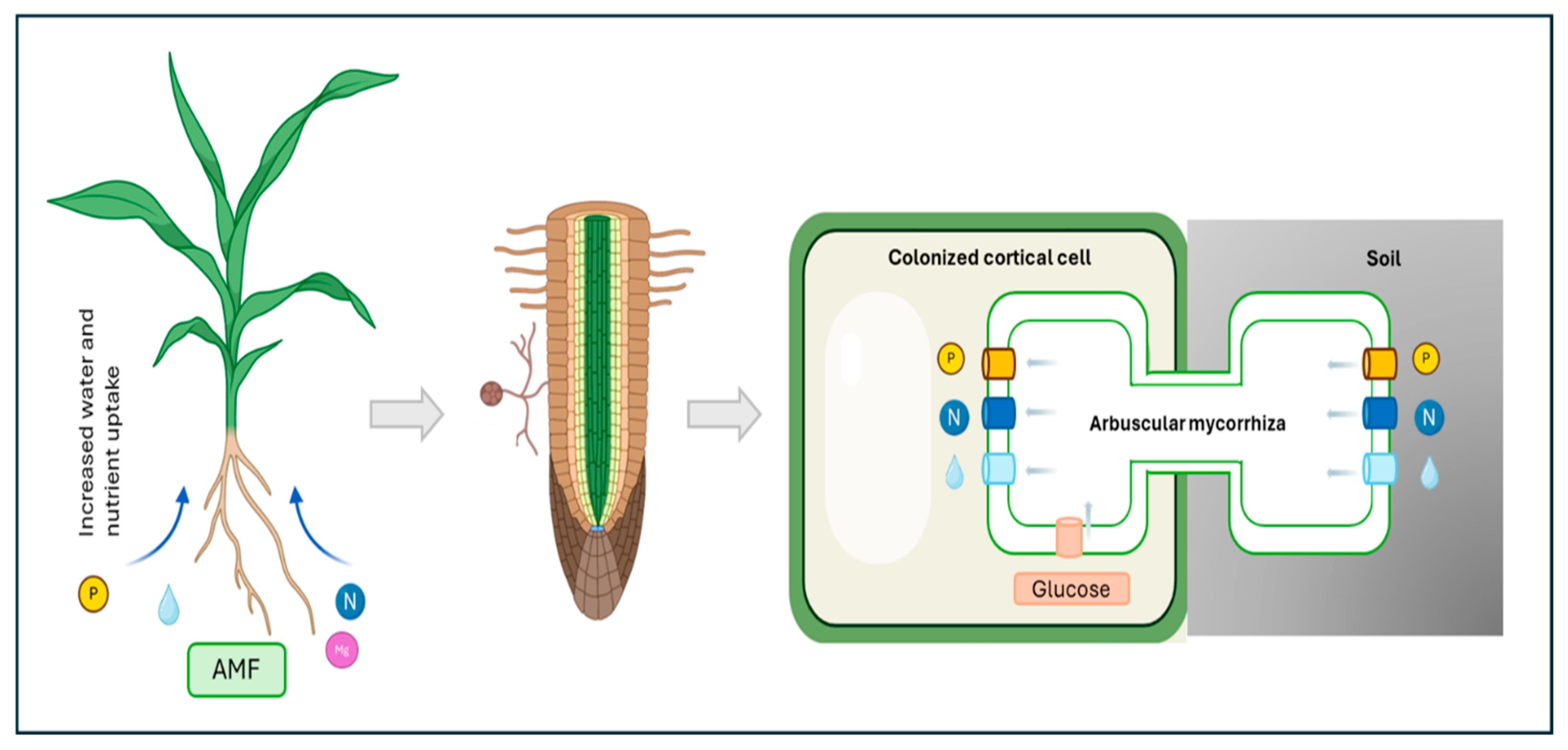 Genes 16 00143 g001 Genes 16 00143 g001