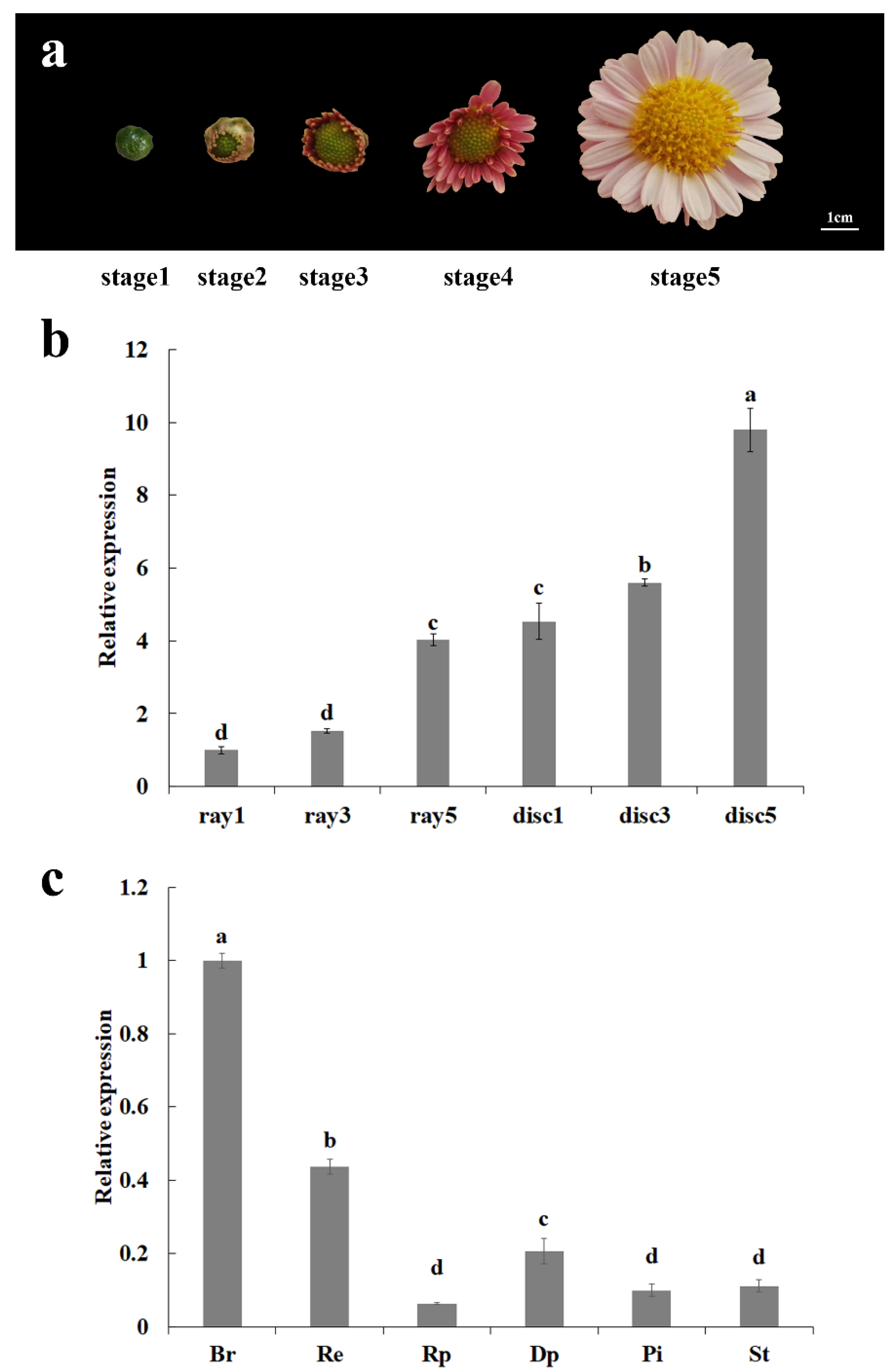 Genes 16 00152 g002 Genes 16 00152 g002