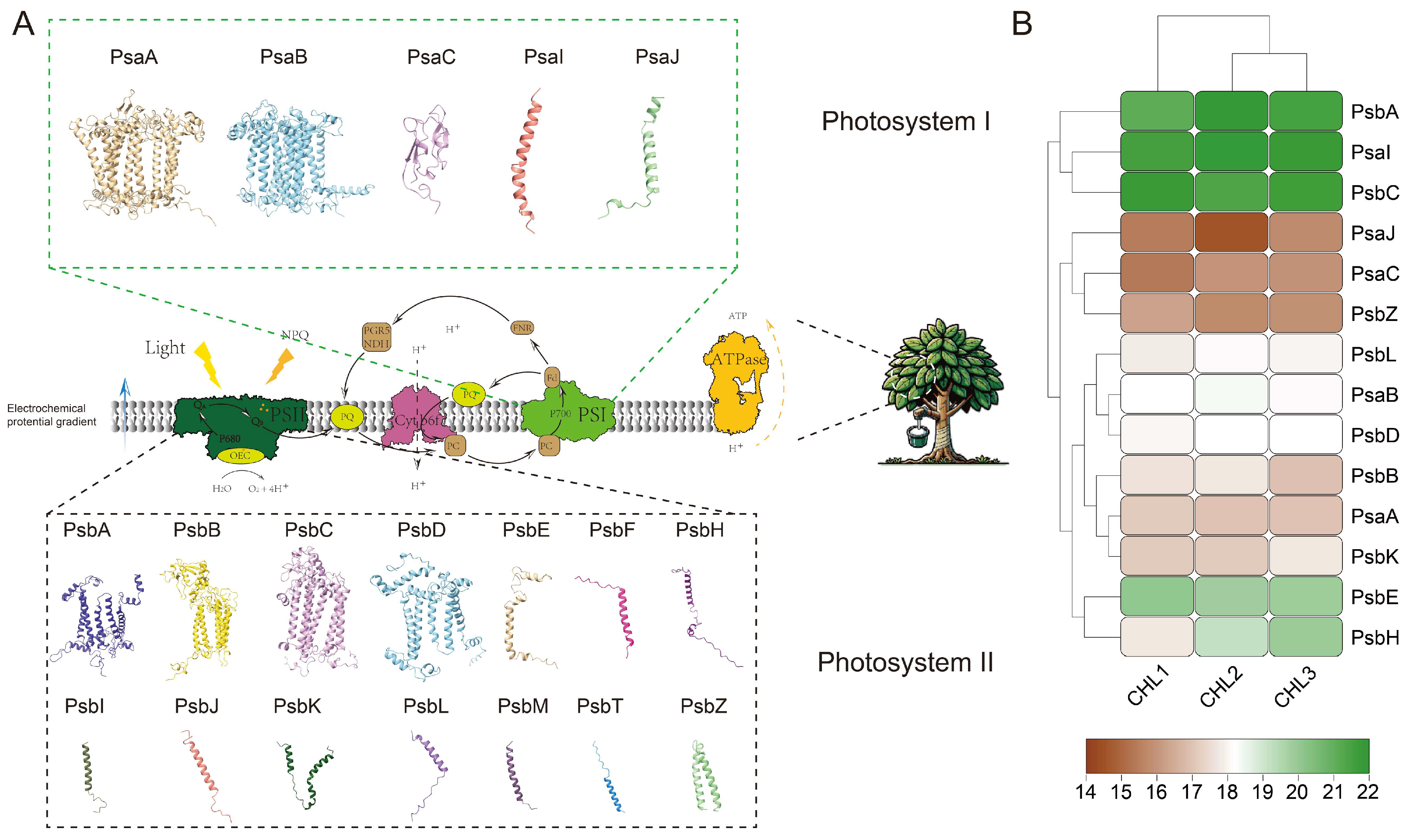Genes 16 00201 g012