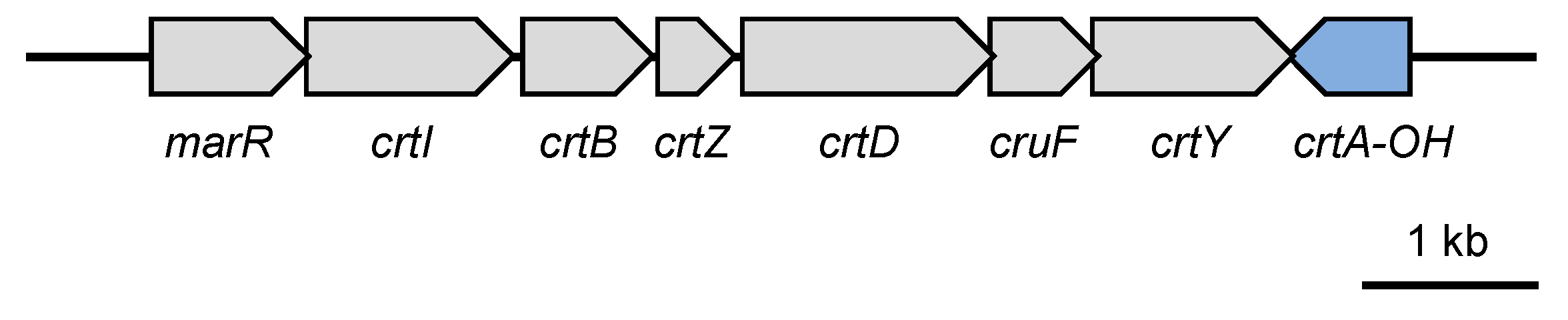 Genes 16 00202 g001 Genes 16 00202 g001