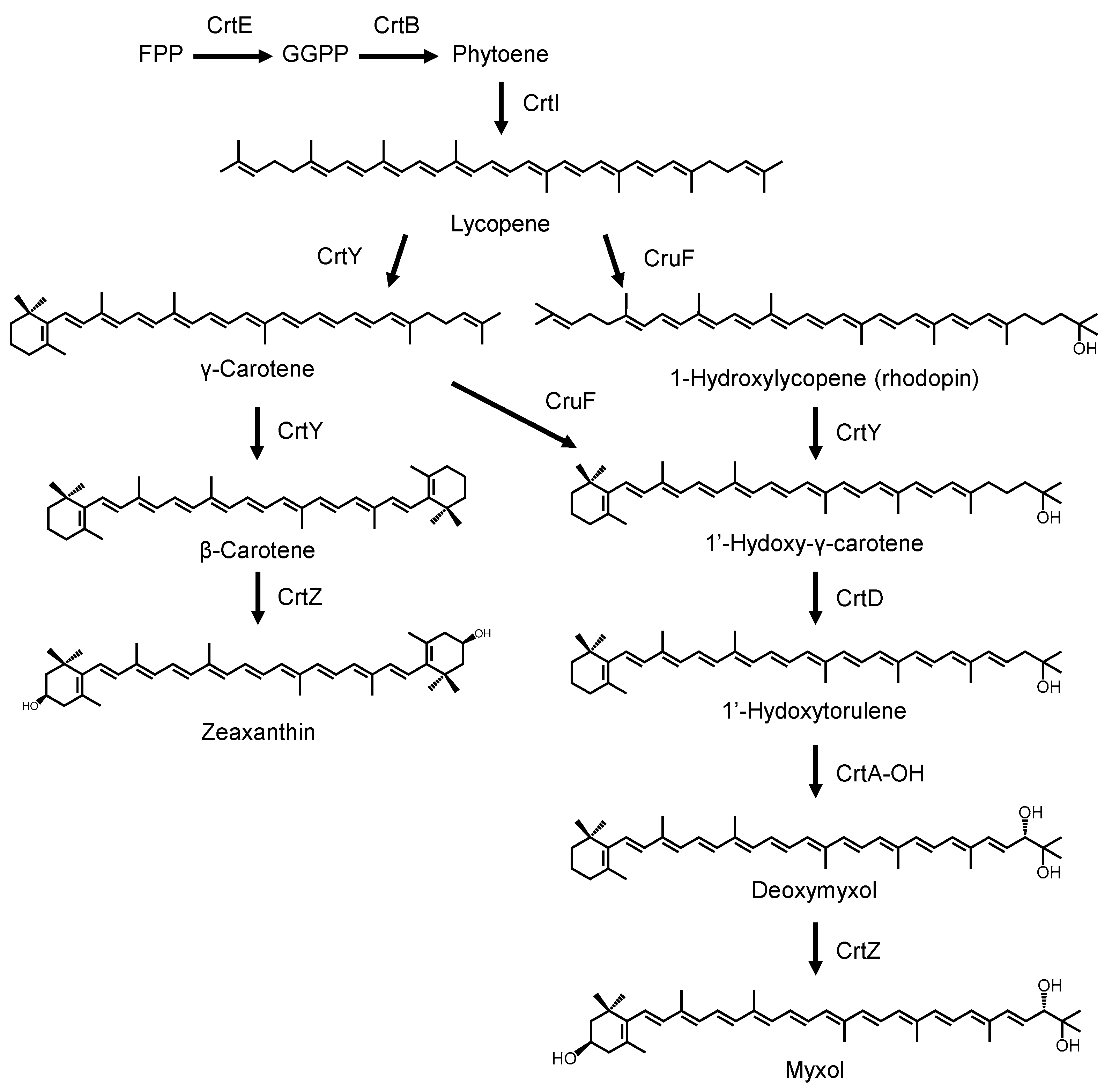 Genes 16 00202 g004 Genes 16 00202 g004