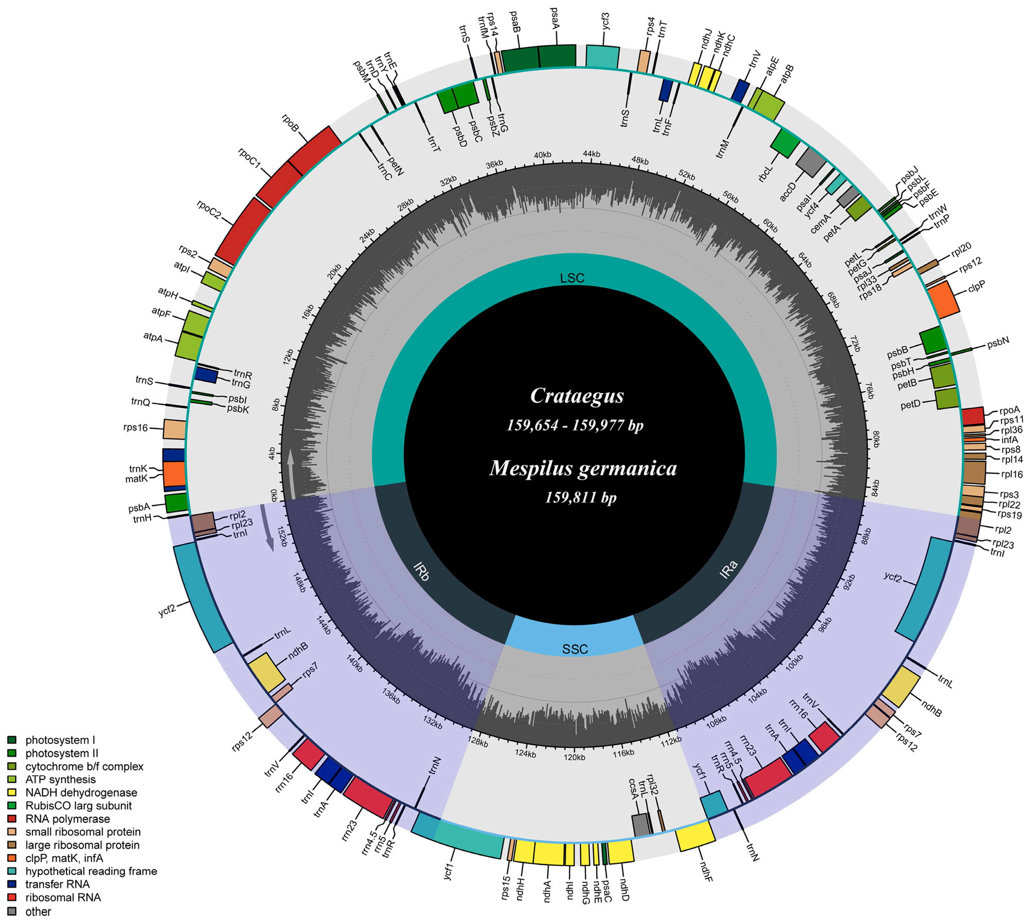 Genes 16 00204 g001 Genes 16 00204 g001
