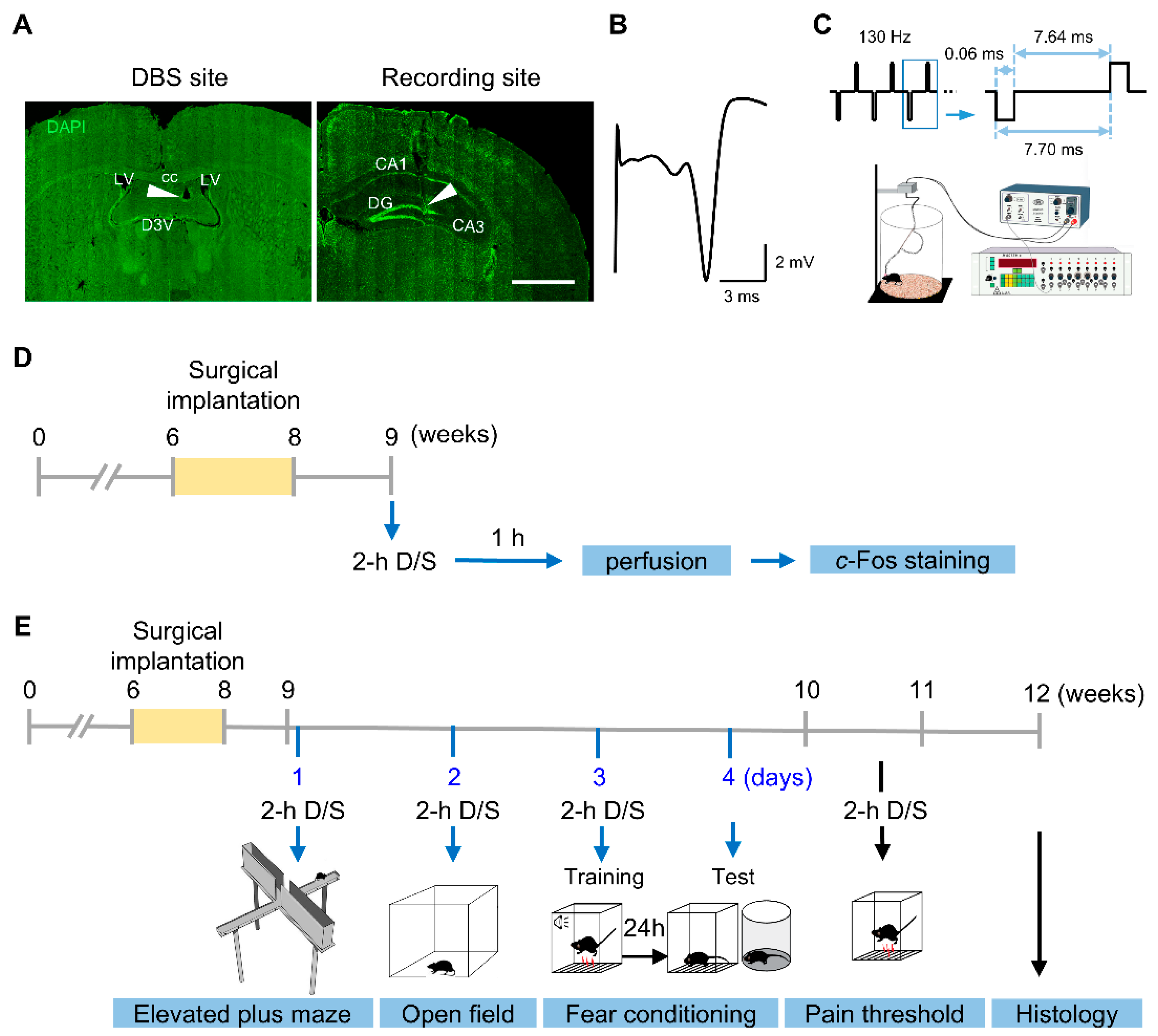 Genes 16 00210 g001