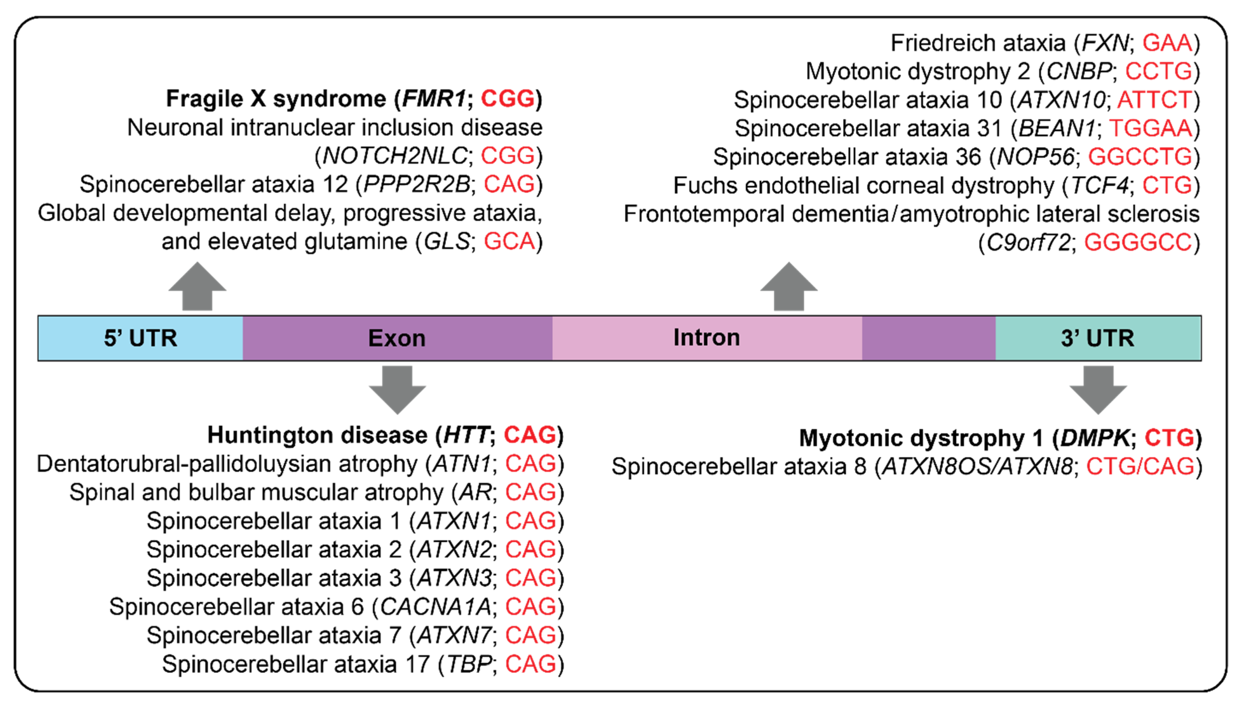 Genes 16 00216 g001