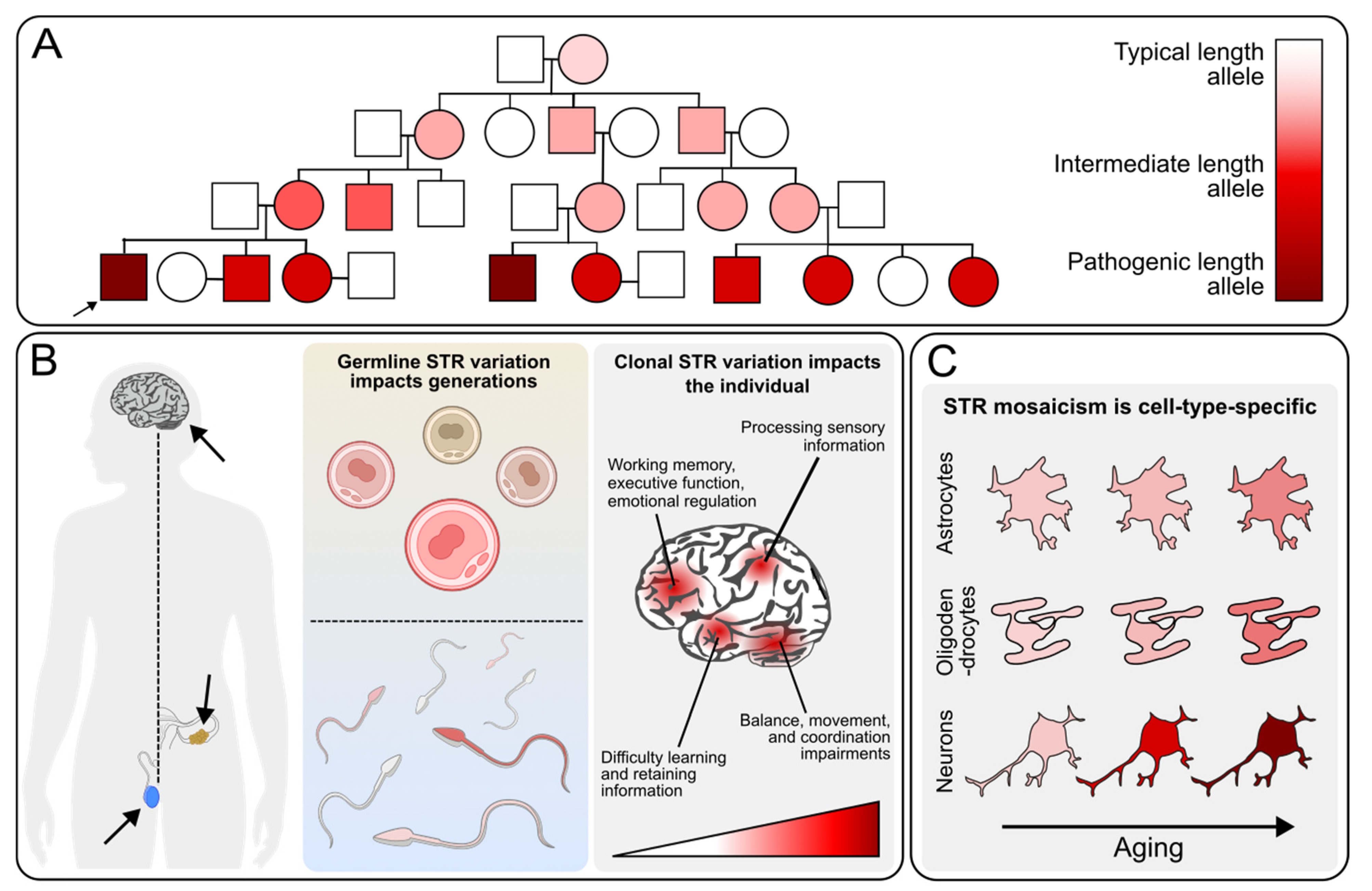 Genes 16 00216 g002