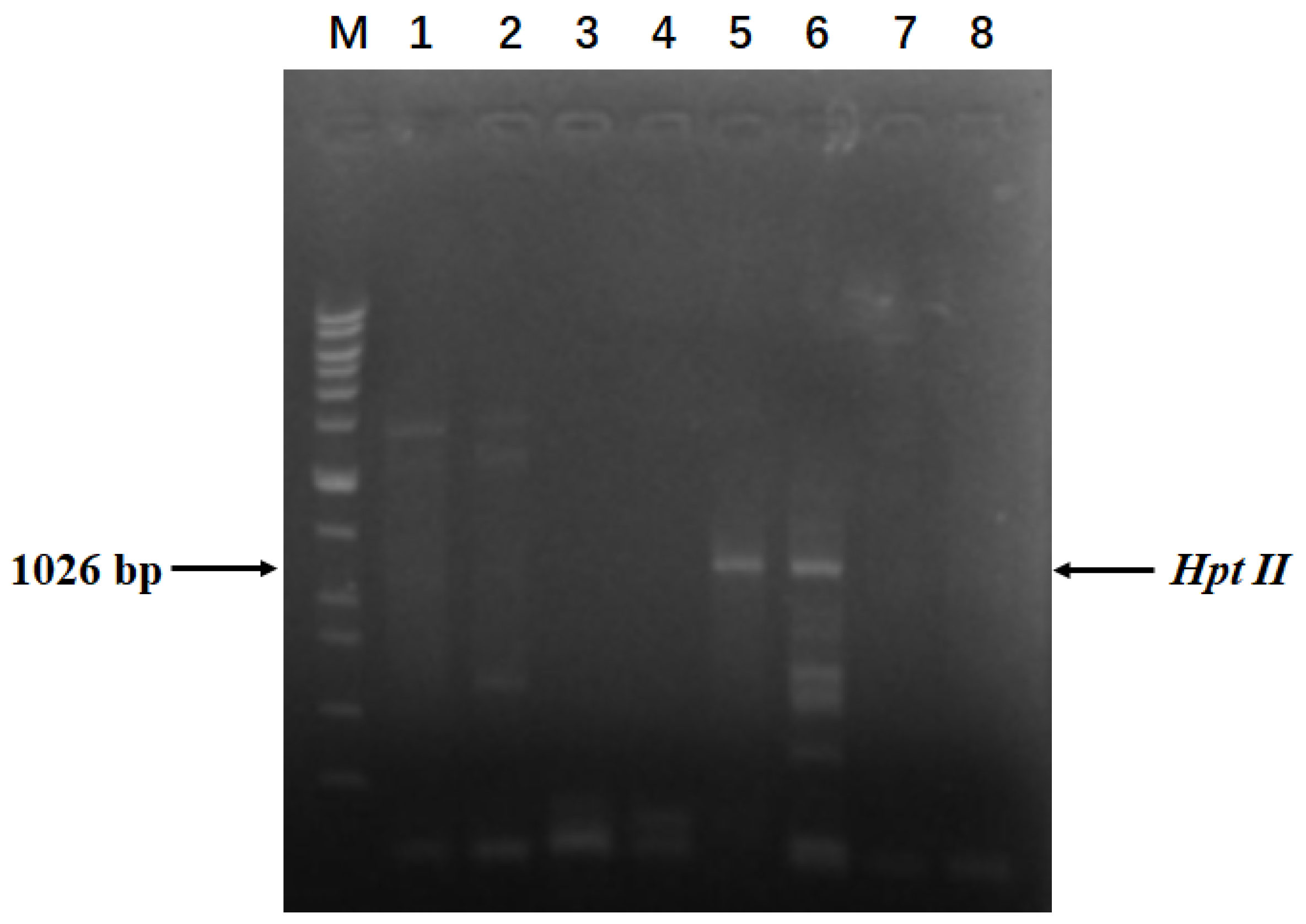 Genes 16 00217 g002