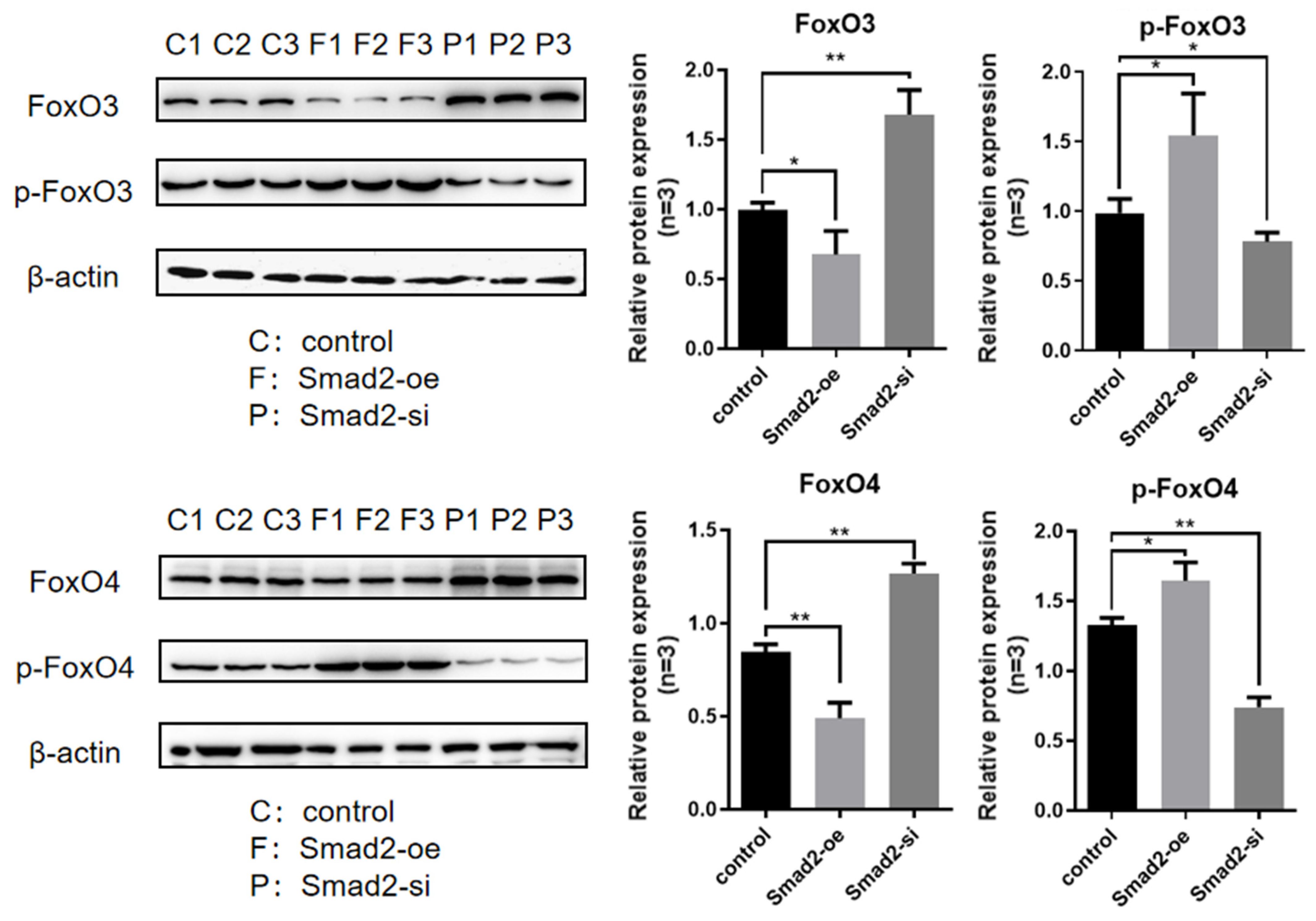 Genes 16 00283 g004