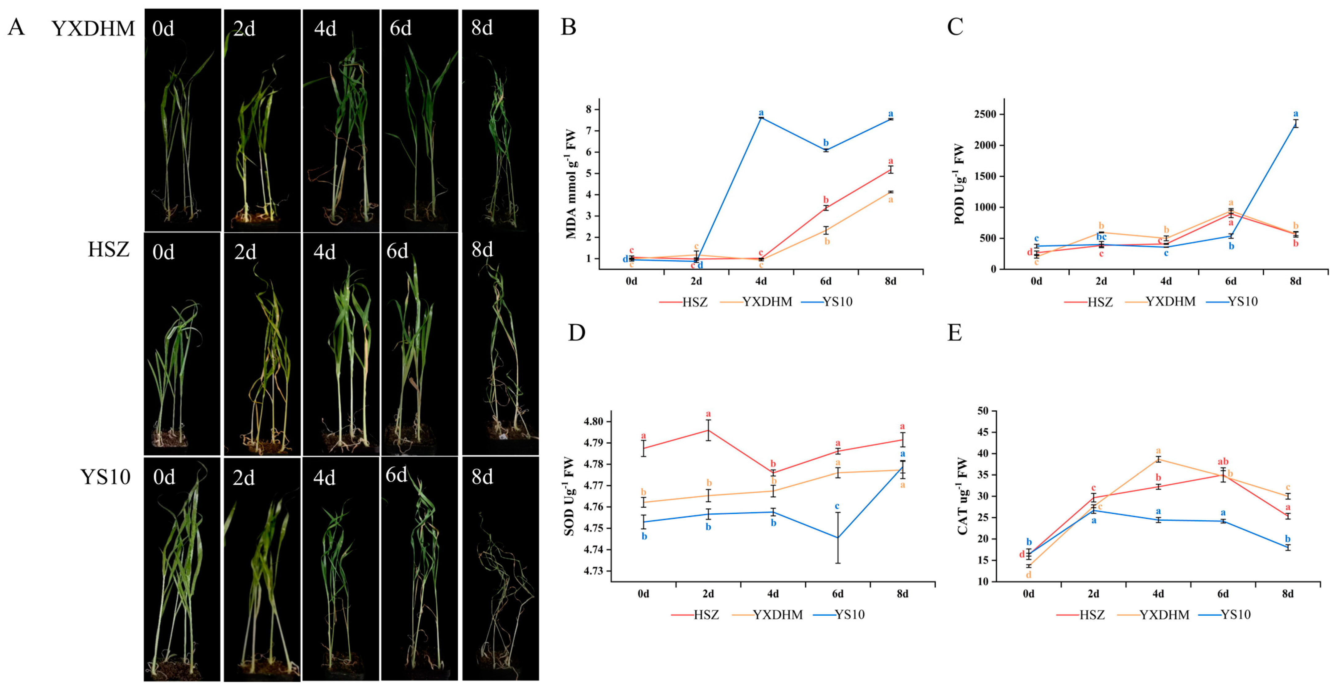 Genes 16 00368 g005
