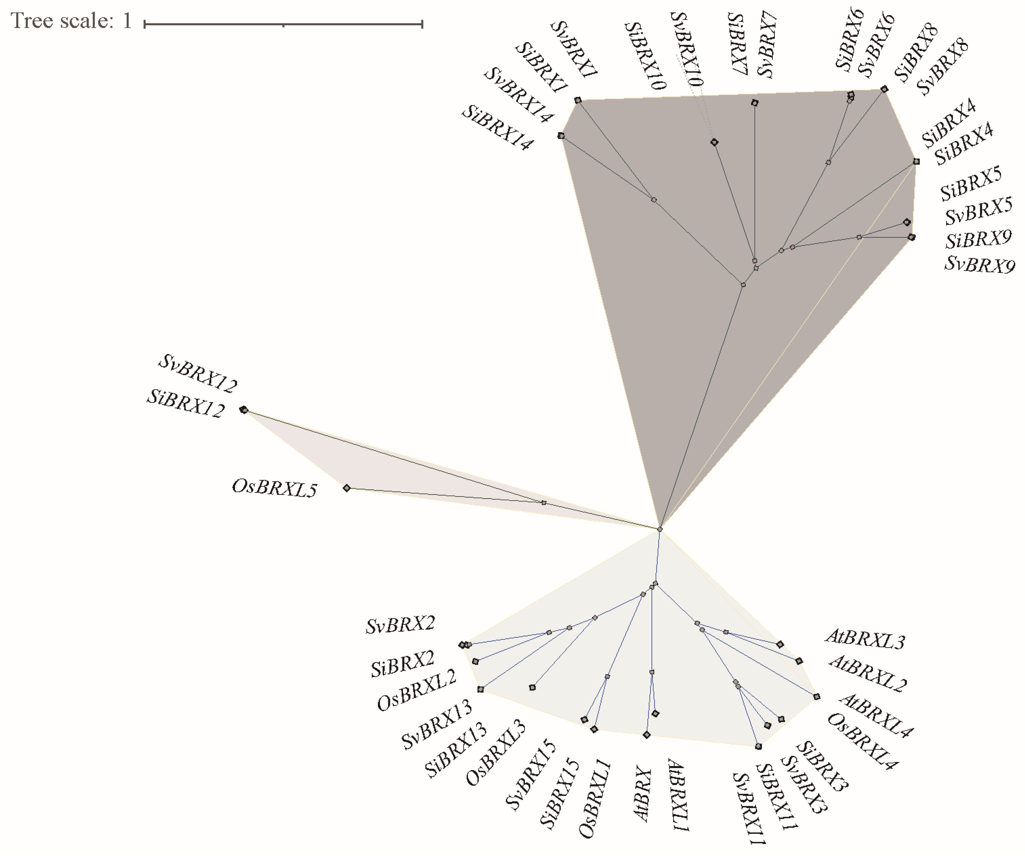 Genes 16 00374 g002 Genes 16 00374 g002