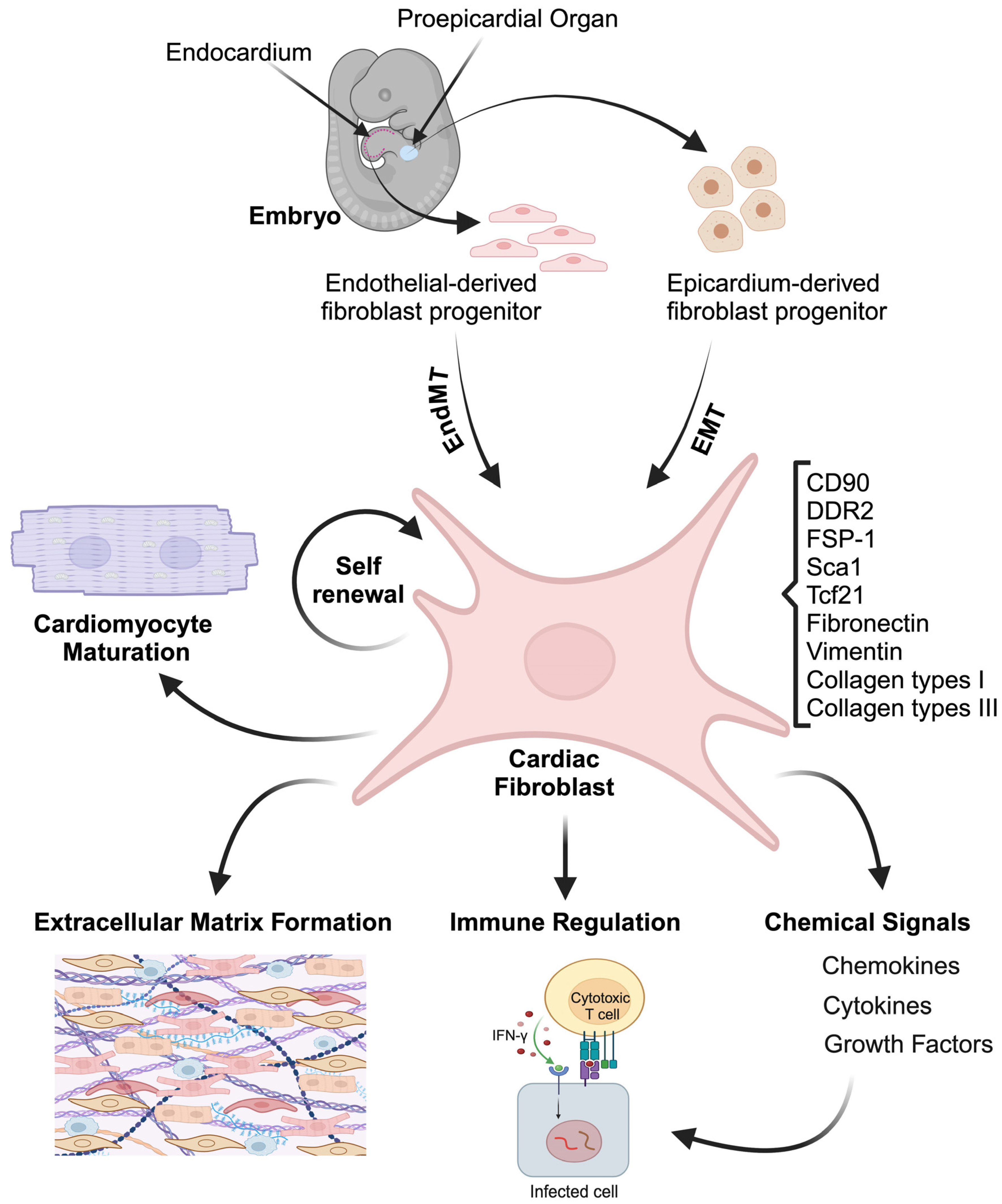 Genes 16 00381 g001