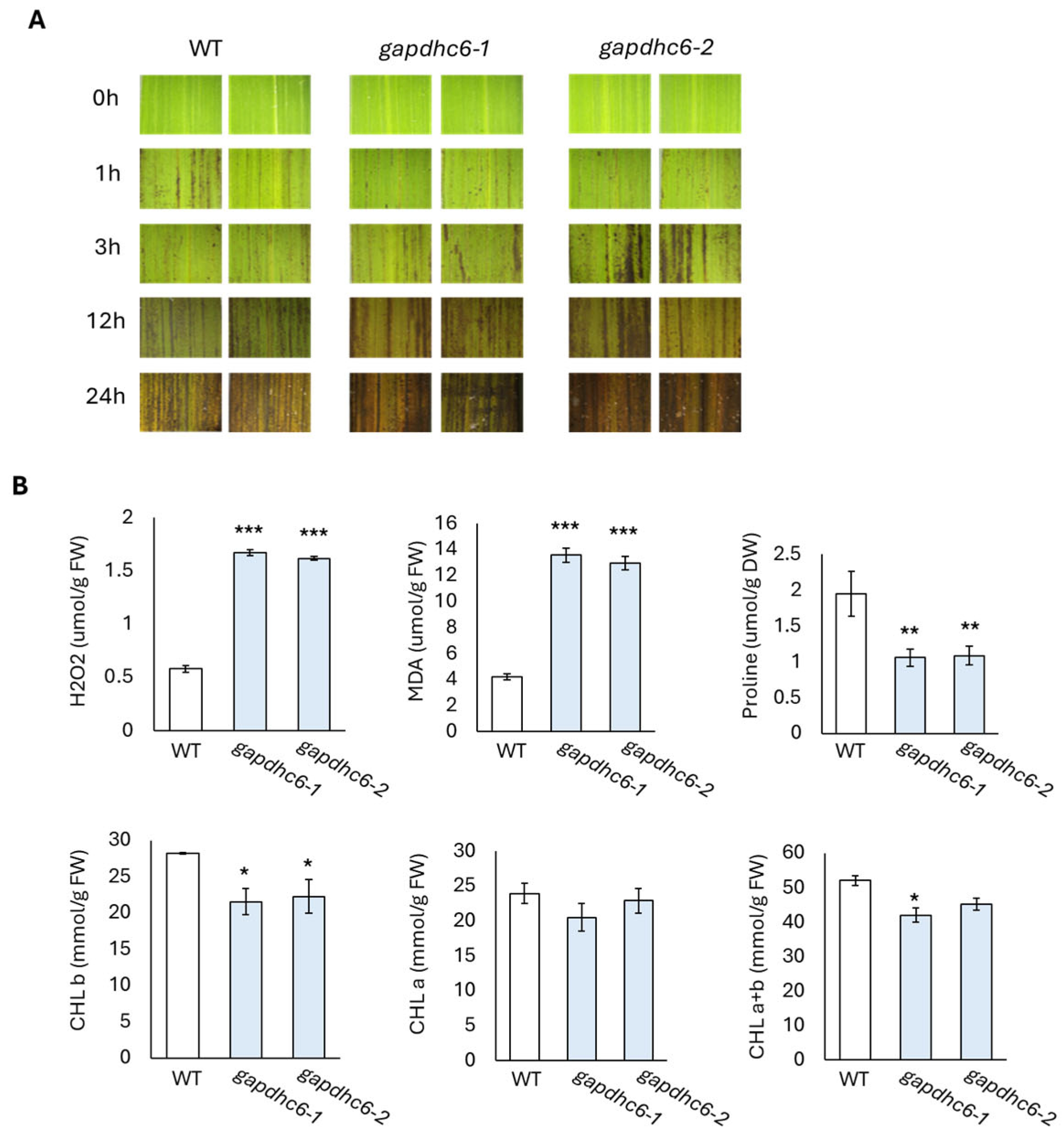 Genes 16 00436 g007 Genes 16 00436 g007