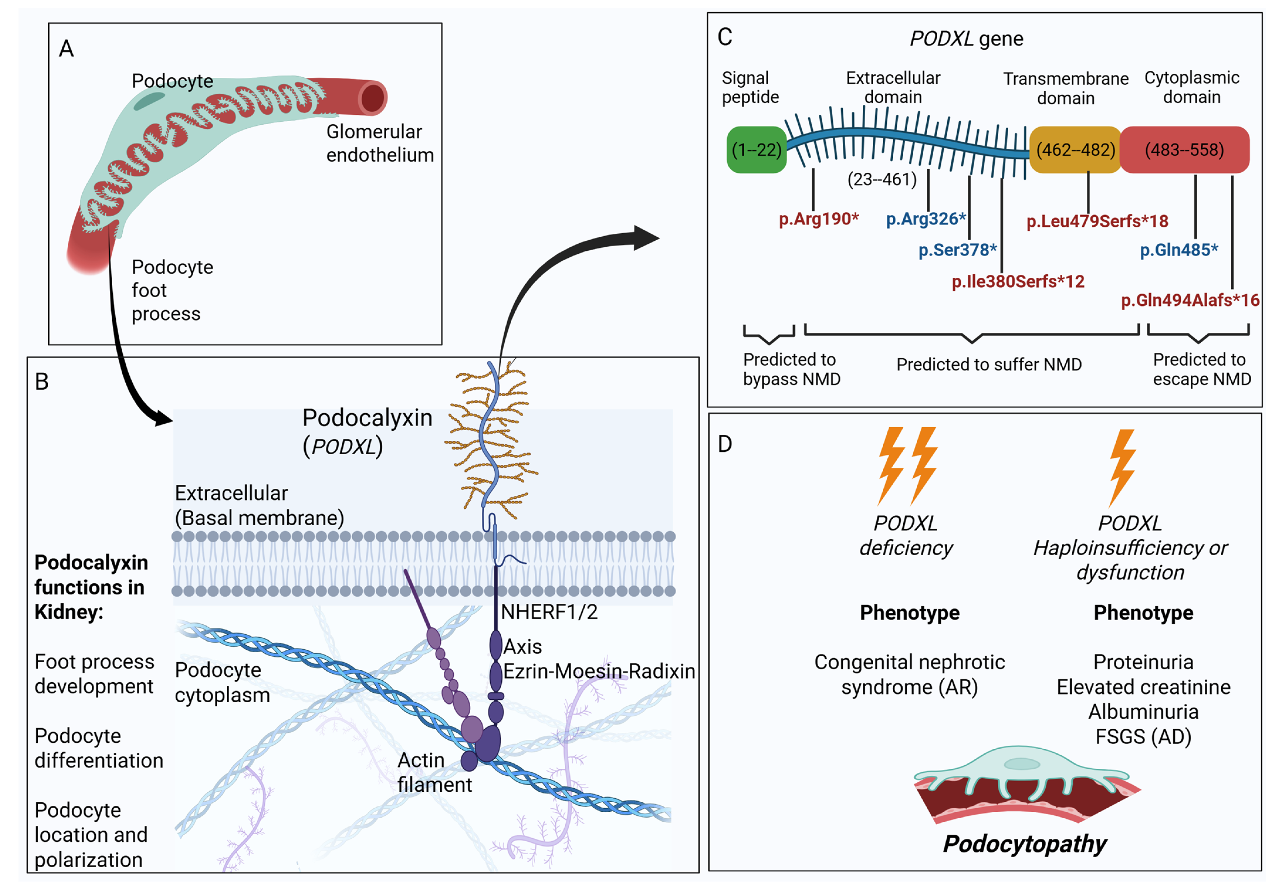 Genes 16 00464 g001 Genes 16 00464 g001