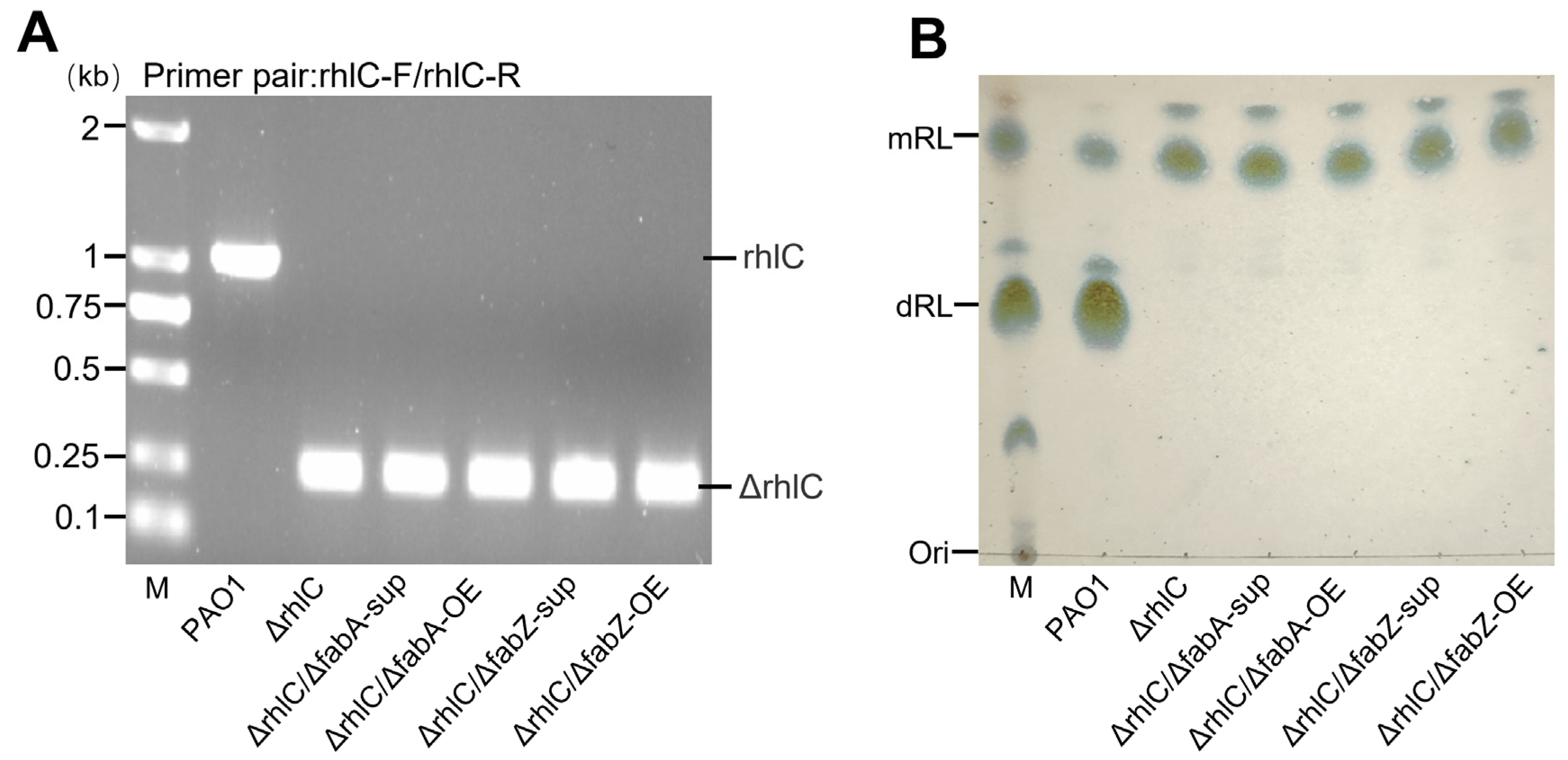 Genes 16 00515 g001 Genes 16 00515 g001
