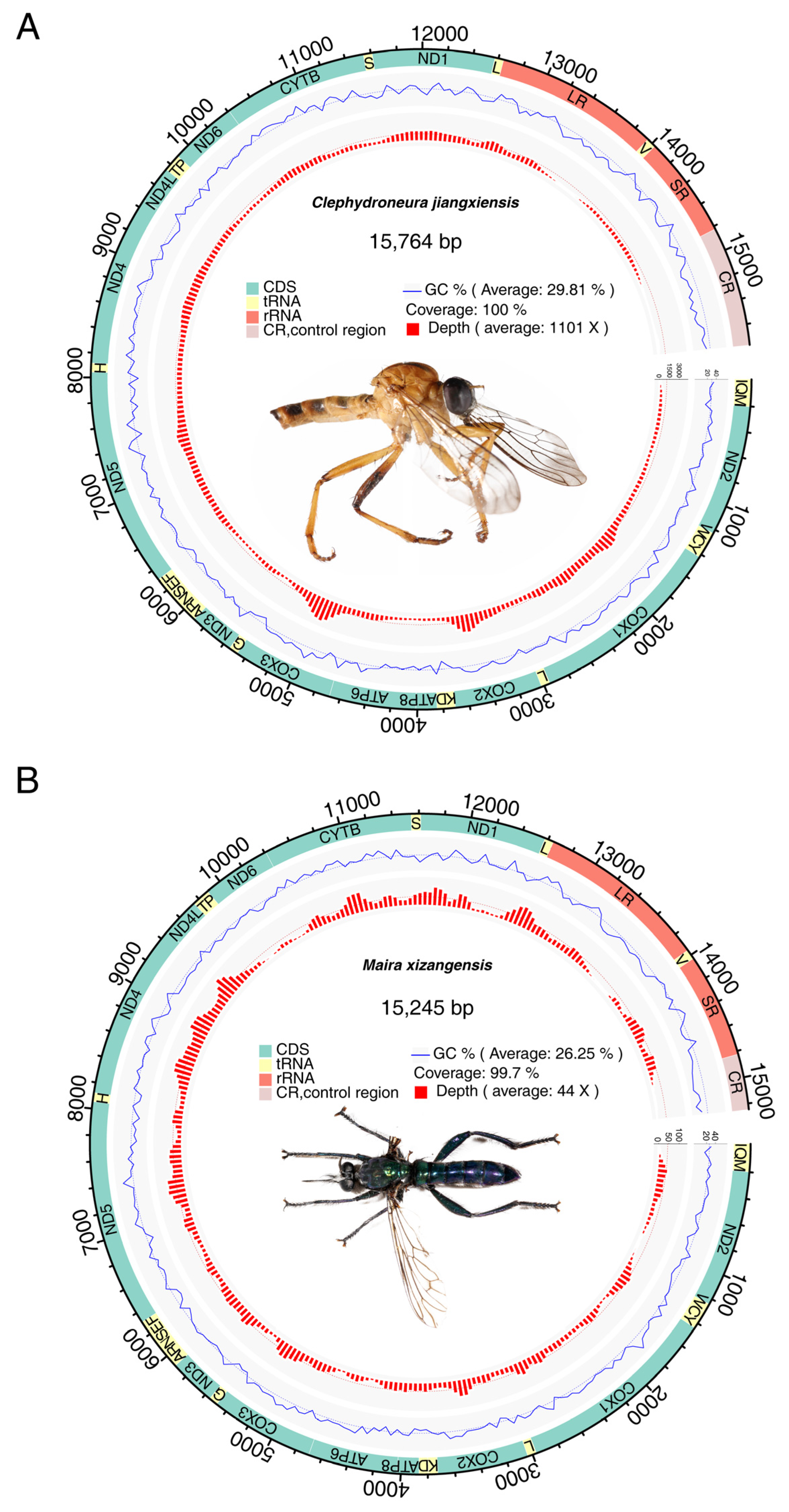 Genes 16 00561 g001