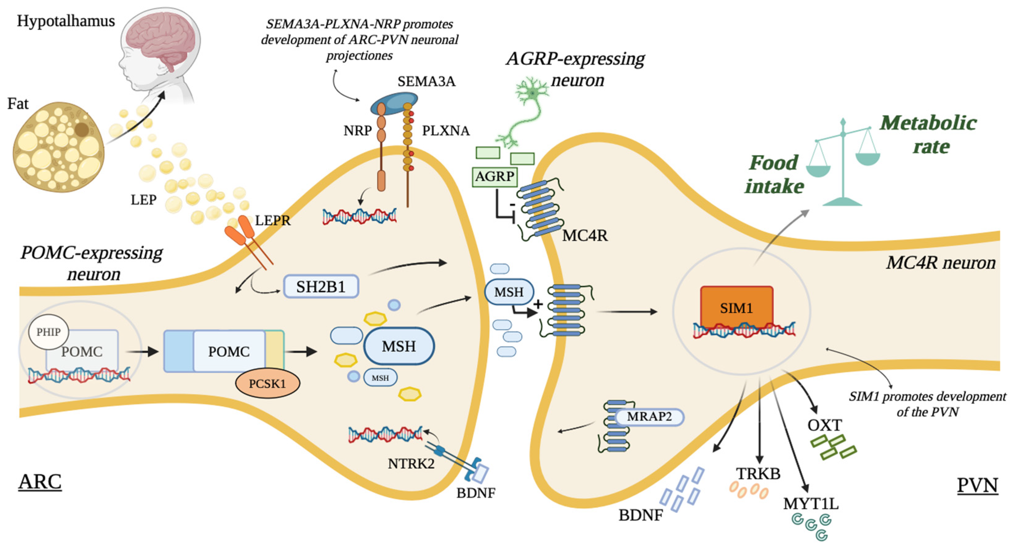 Genes 16 00588 g001 Genes 16 00588 g001