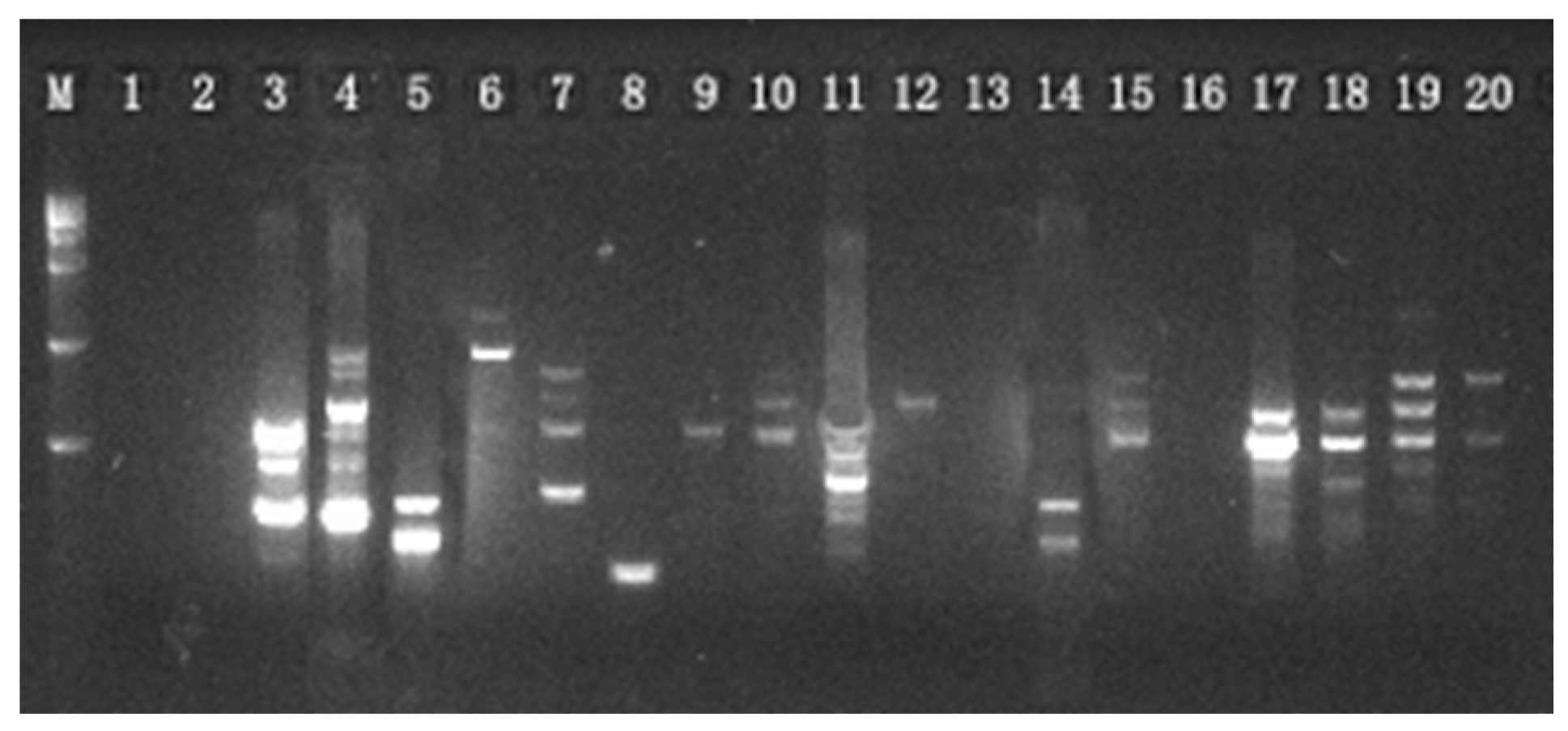 Genes 16 00593 g003 Genes 16 00593 g003