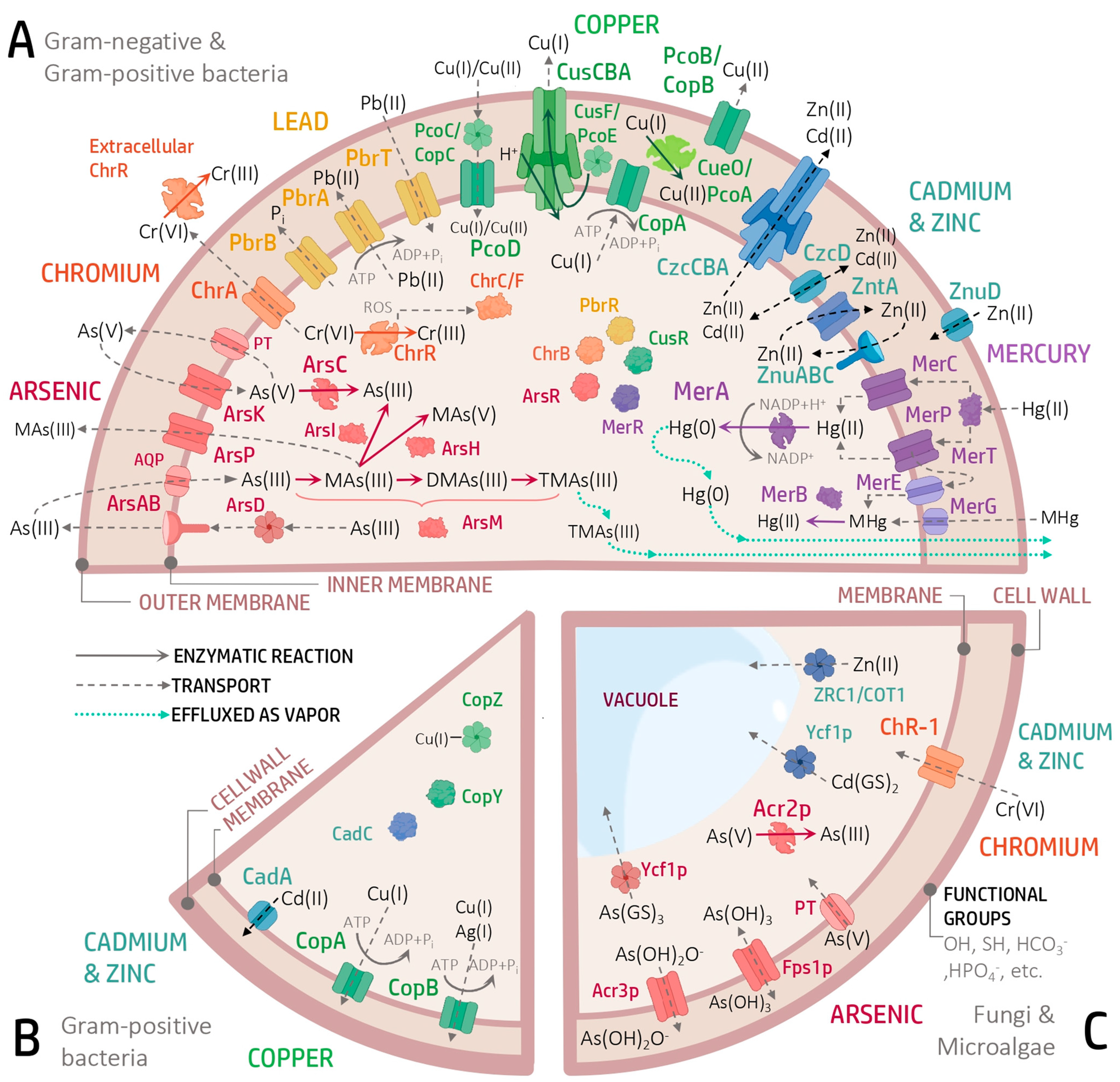 Genes 16 00625 g001 Genes 16 00625 g001