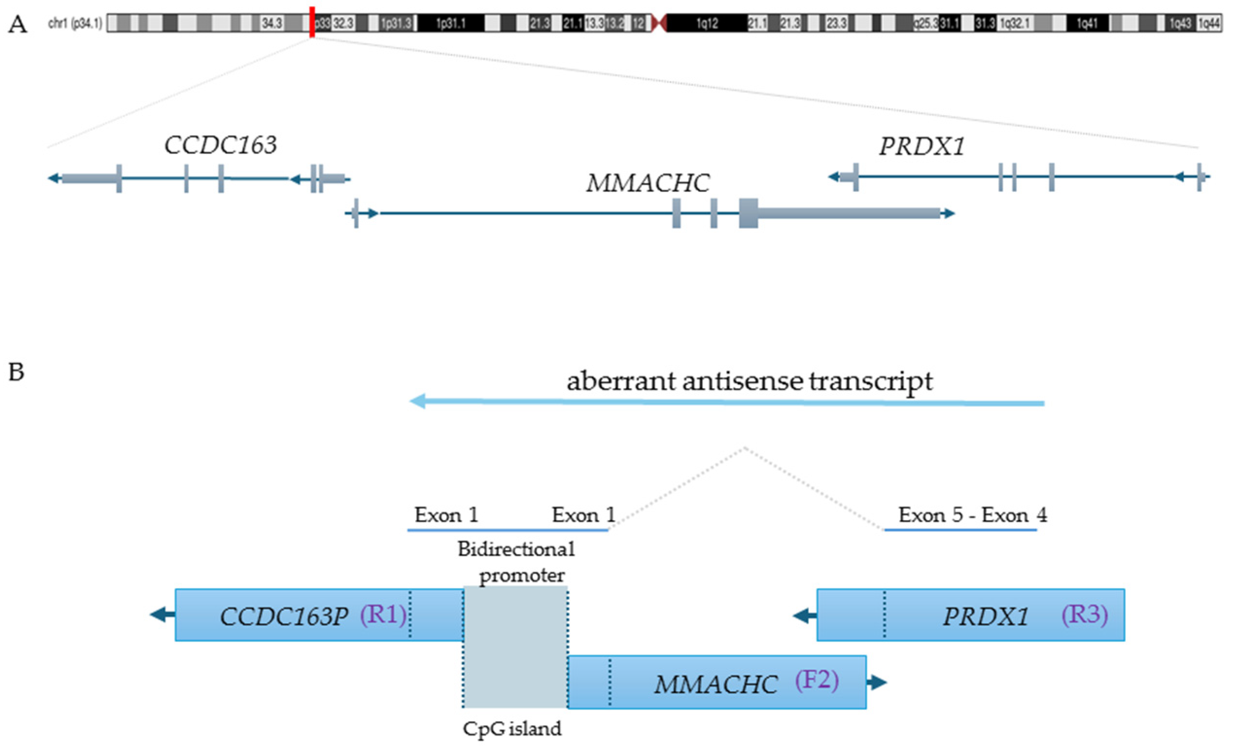 Genes 16 00635 g002 Genes 16 00635 g002