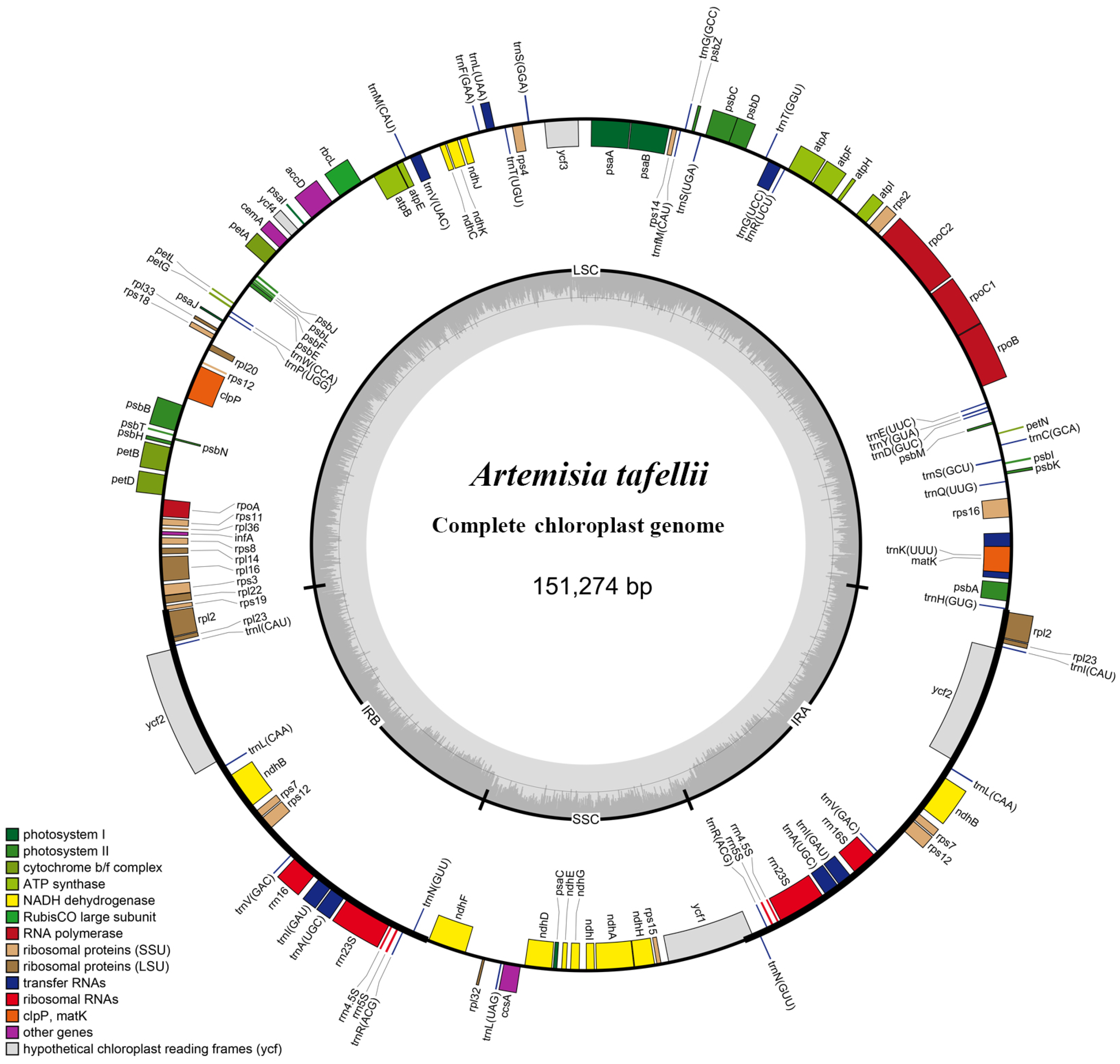 Genes 16 00659 g001