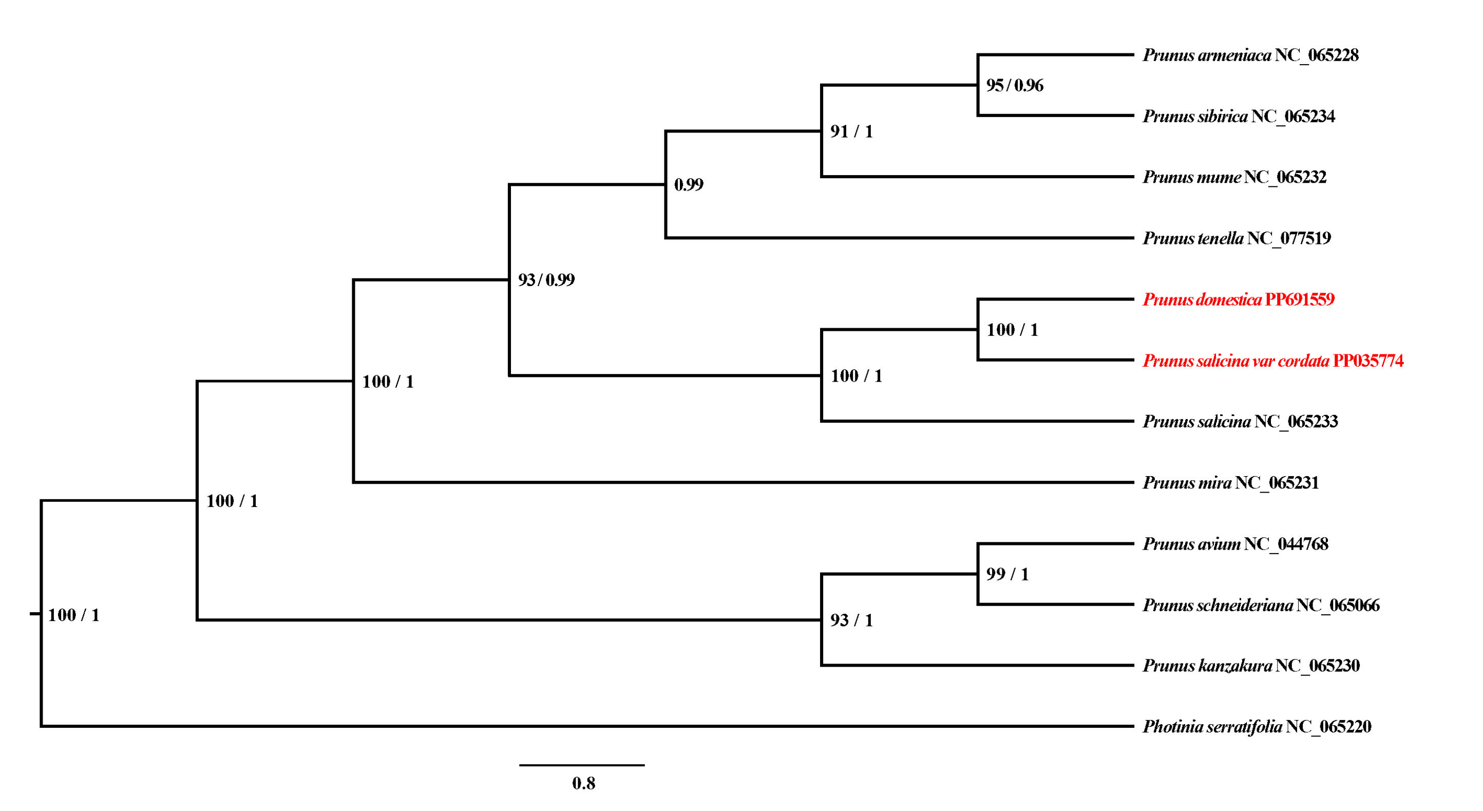 Genes 16 00660 g004 Genes 16 00660 g004