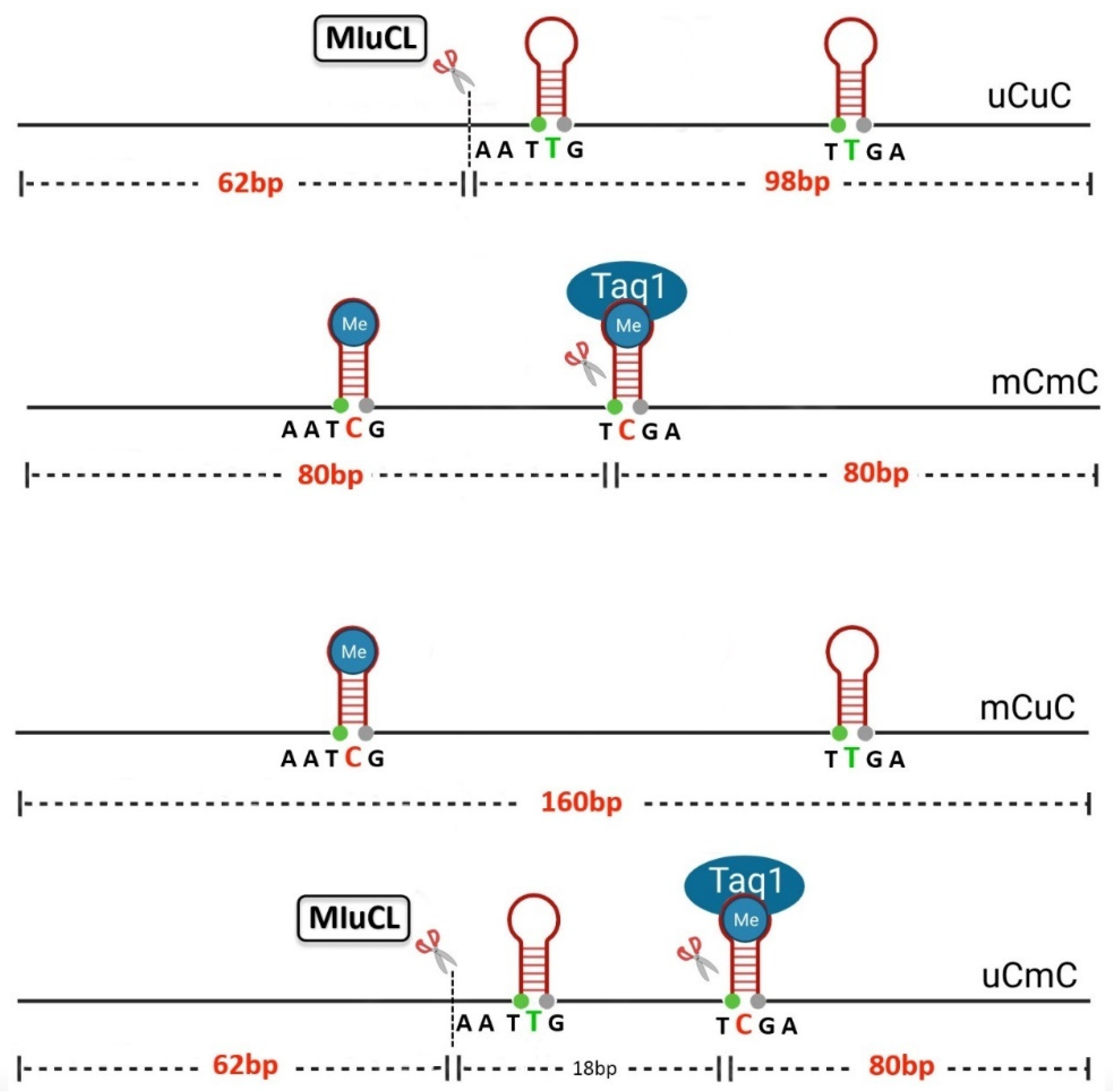 Genes 16 00759 g002