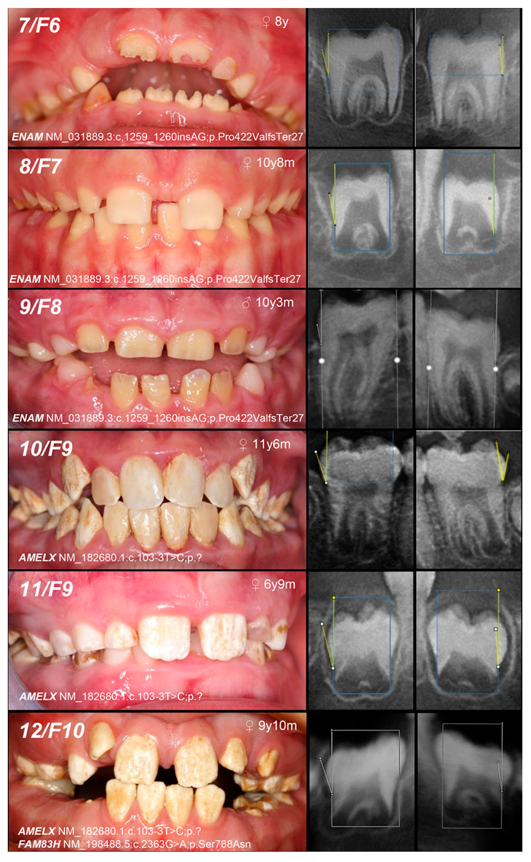 Genes 16 00822 g002b Genes 16 00822 g002b