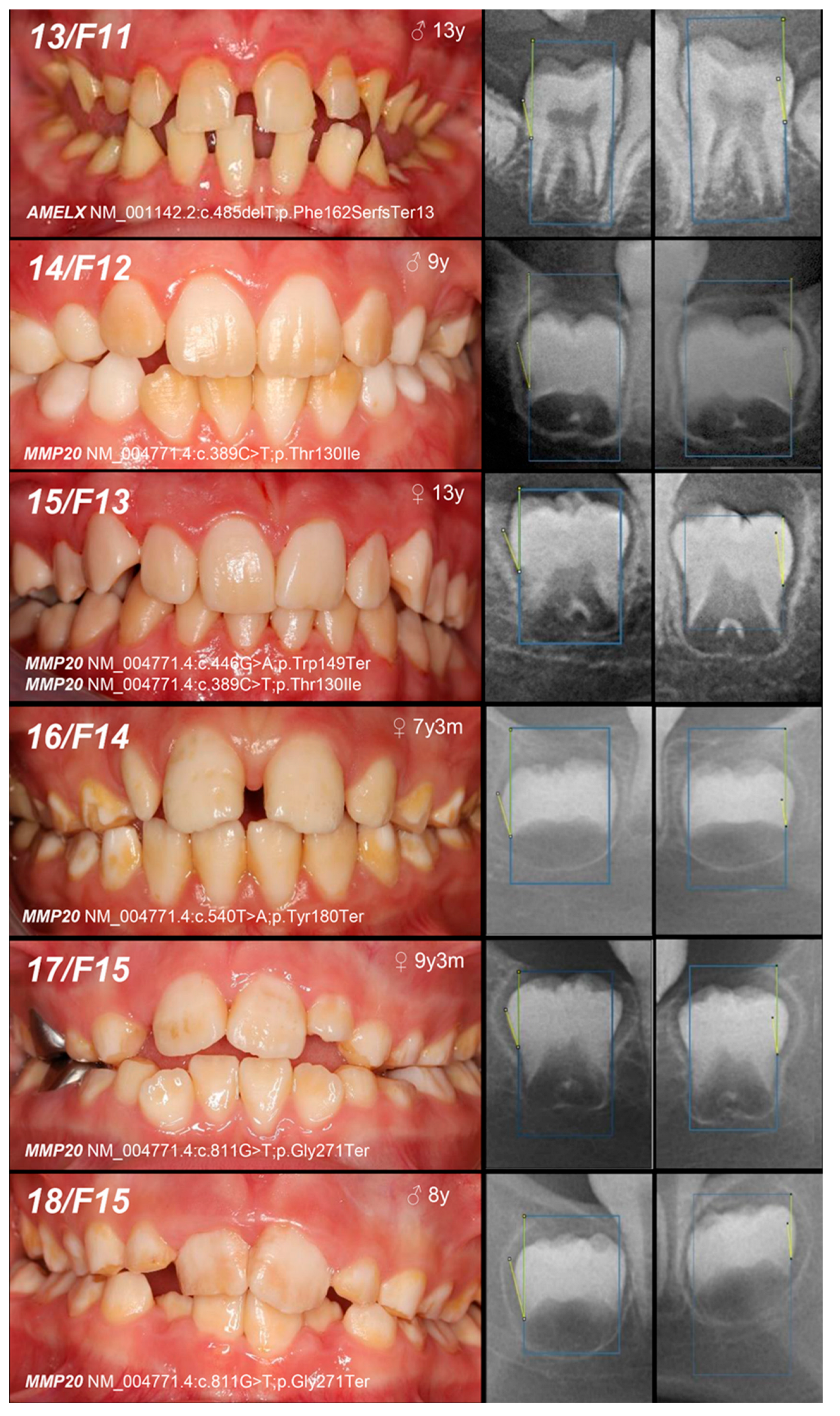 Genes 16 00822 g002c Genes 16 00822 g002c