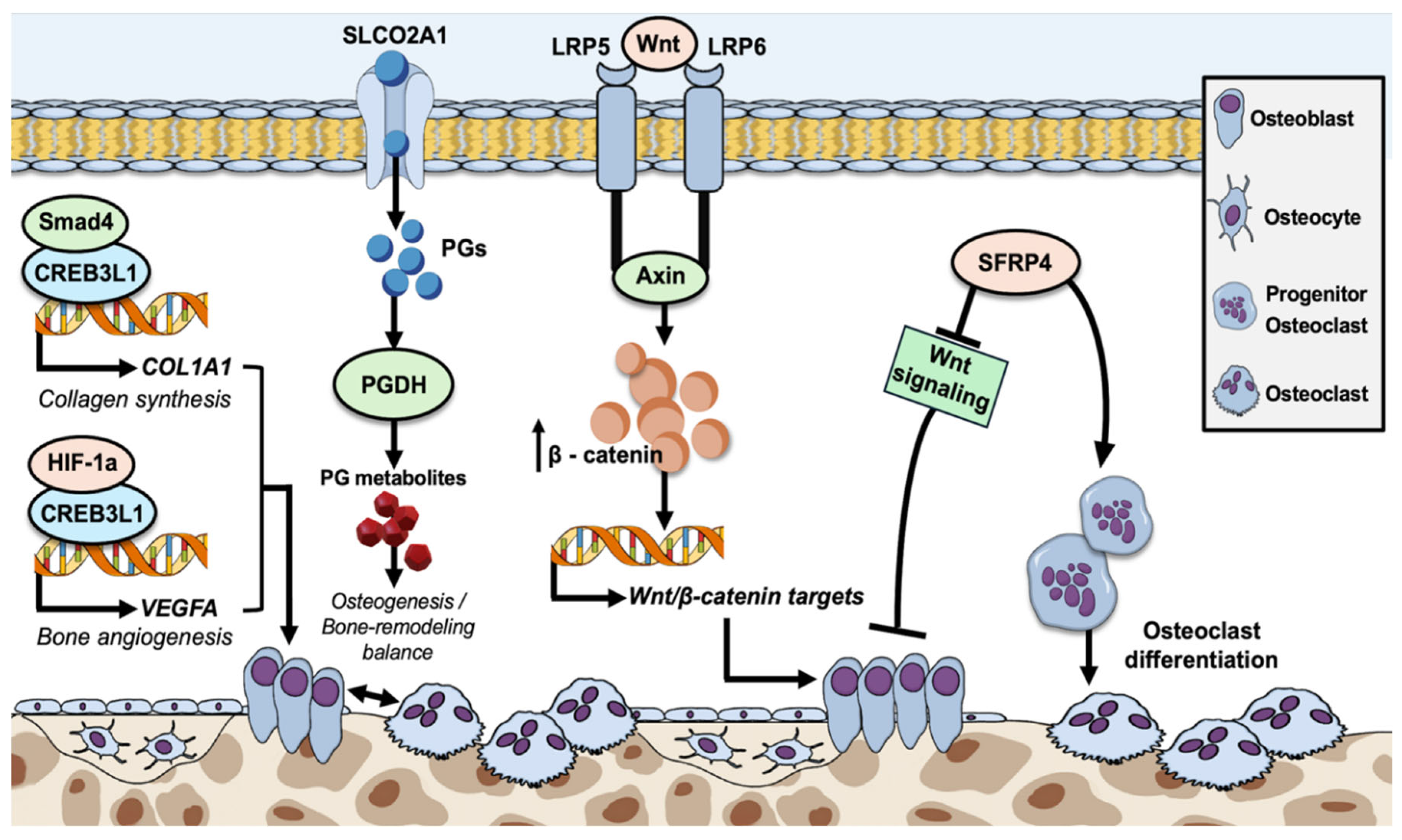 Genes 16 00871 g009 Genes 16 00871 g009