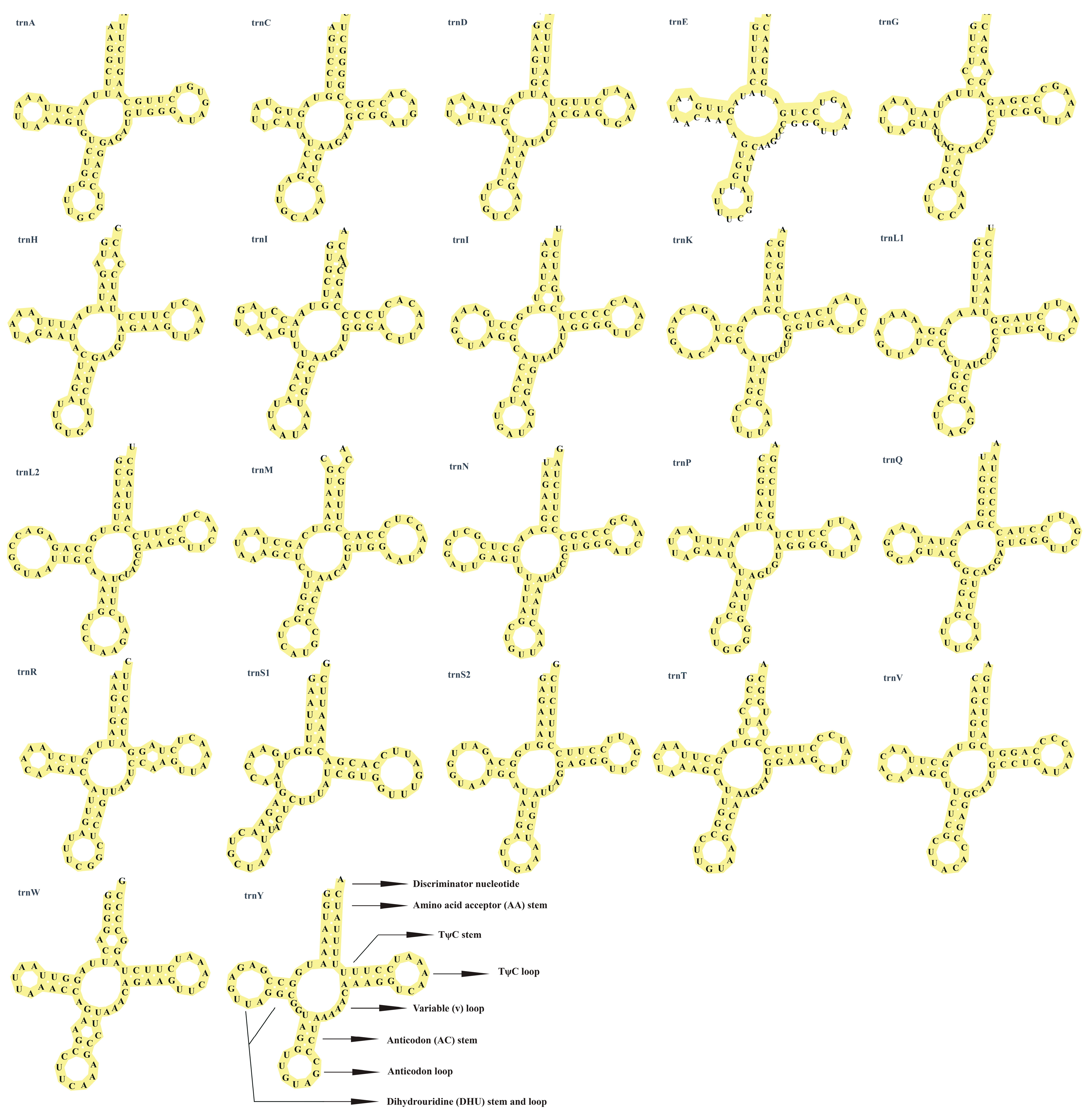 Genes 16 00879 g004 Genes 16 00879 g004