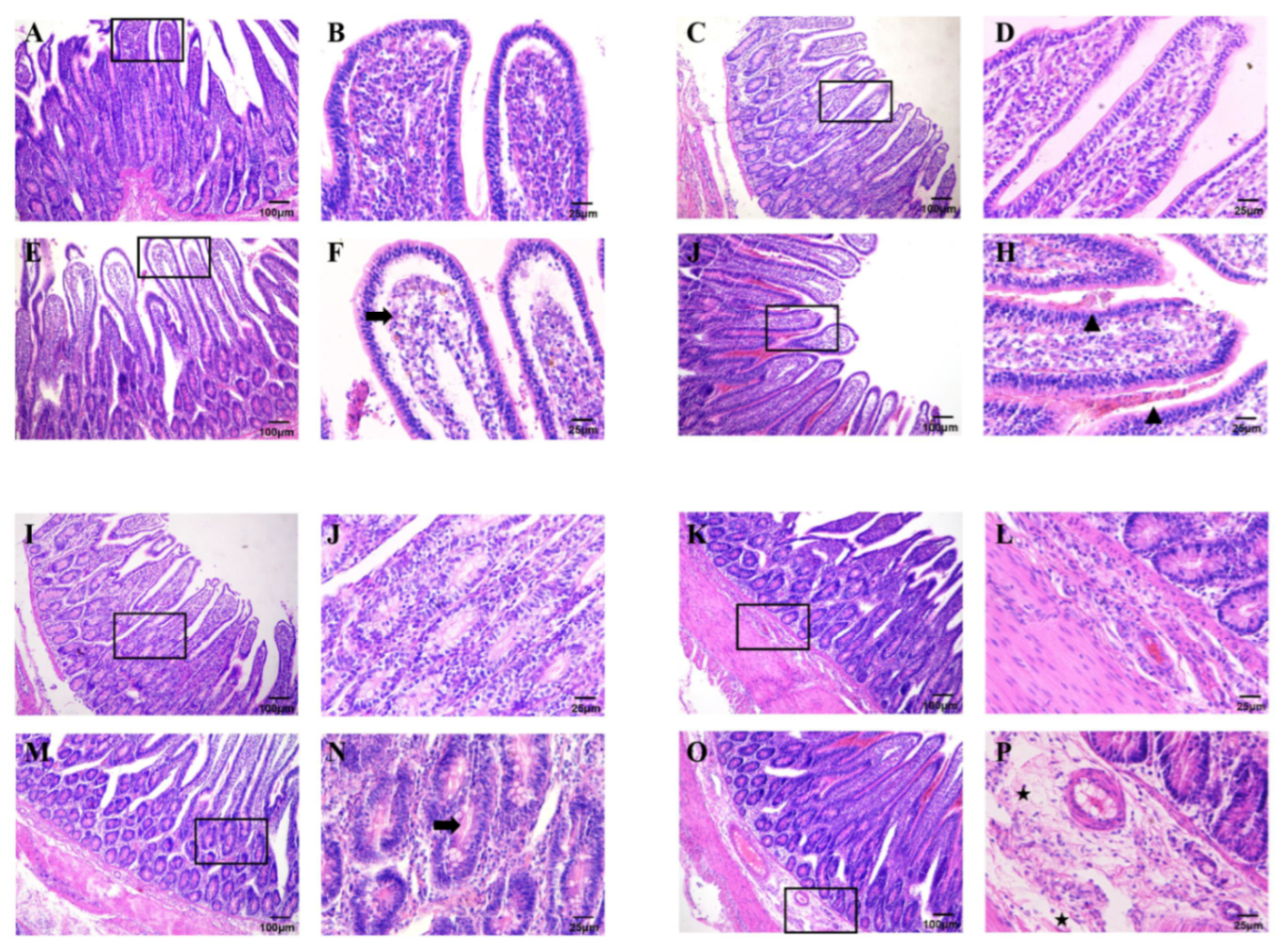 Genes 16 00949 g002 Genes 16 00949 g002