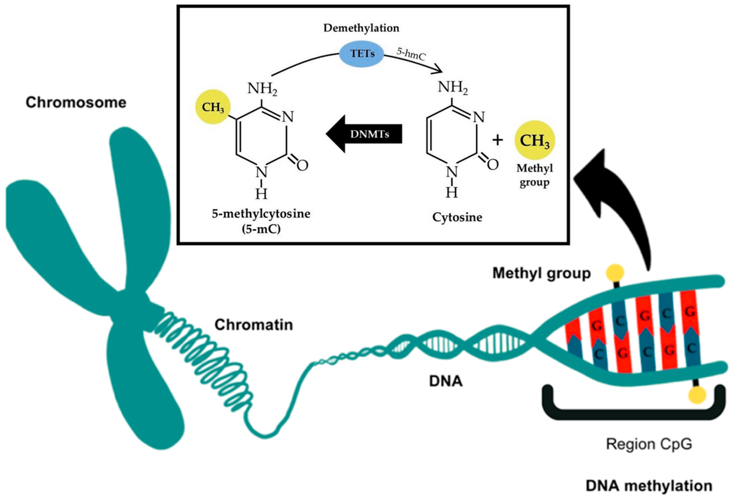 Genes 16 00952 g003 Genes 16 00952 g003