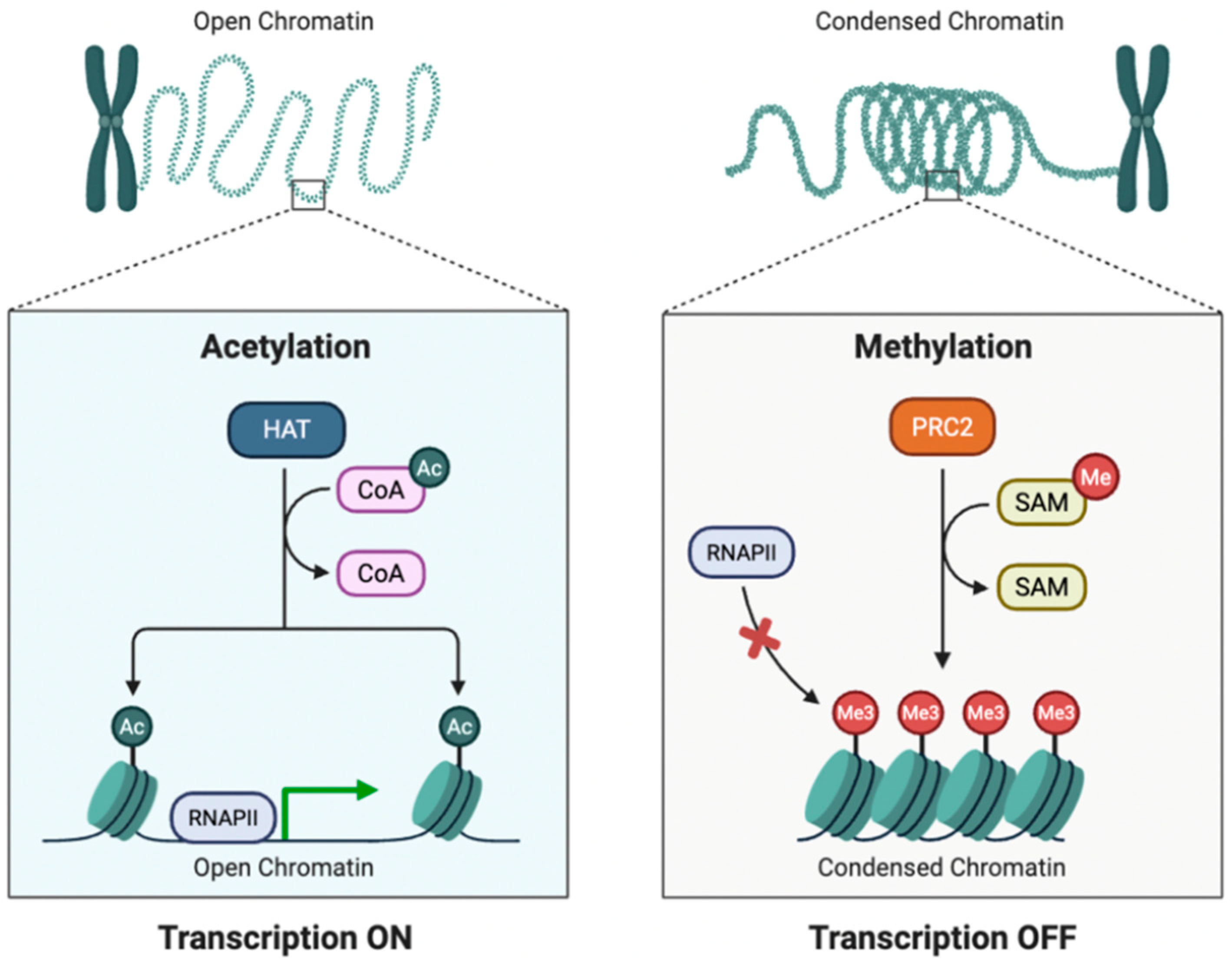 Genes 16 00952 g005 Genes 16 00952 g005
