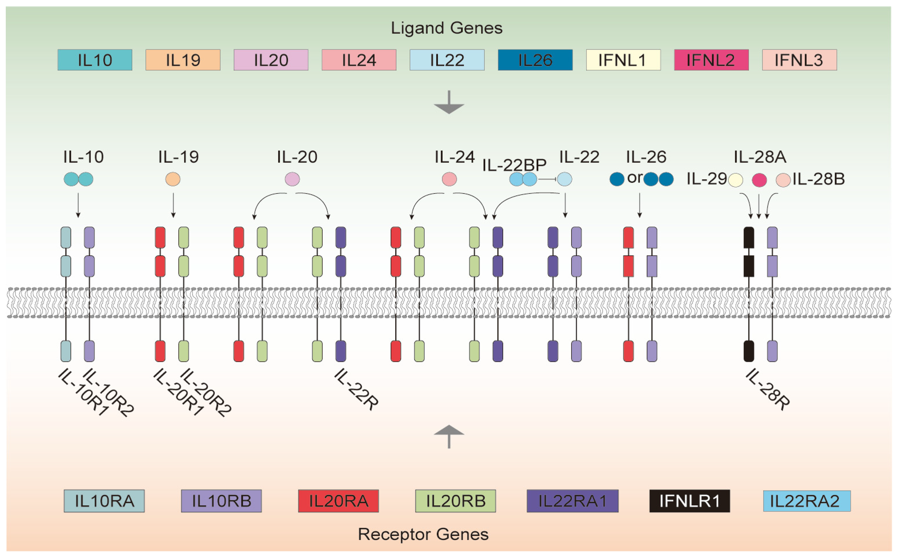 Genes 16 01243 g001 Genes 16 01243 g001